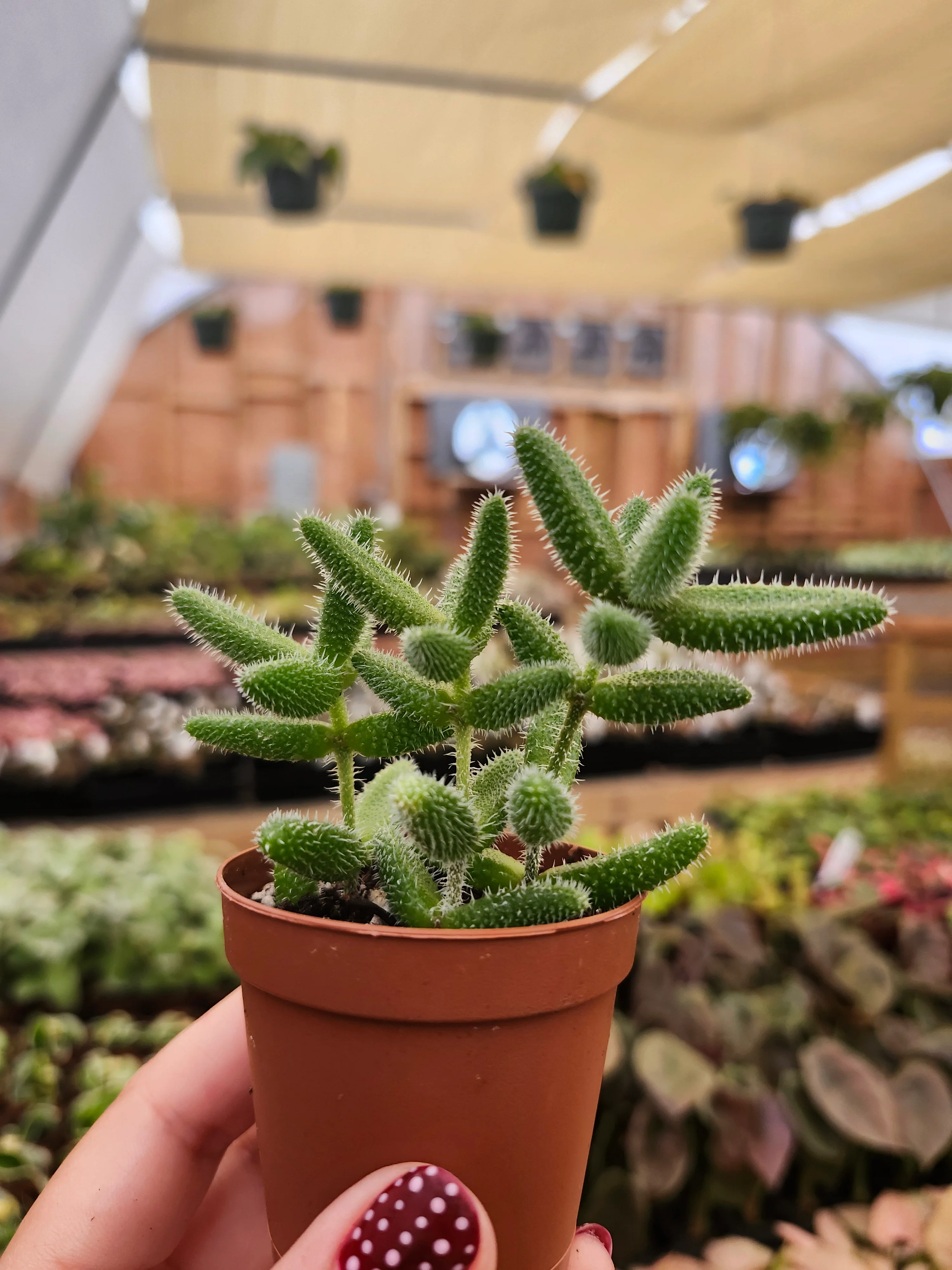 Delosperma Echinatum 'Pickle Plant' - Image 8