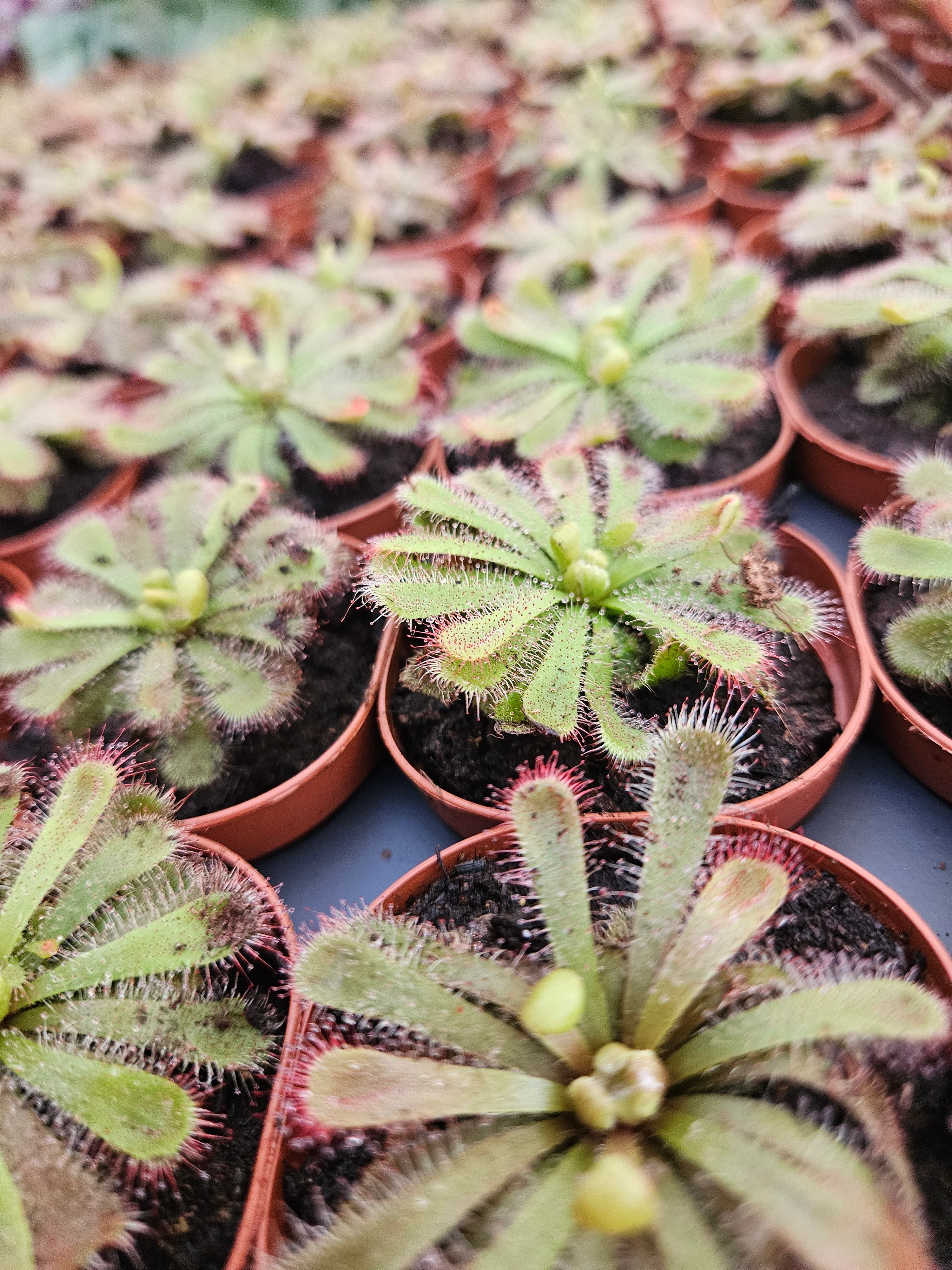 Drosera Aliciae - Image 2