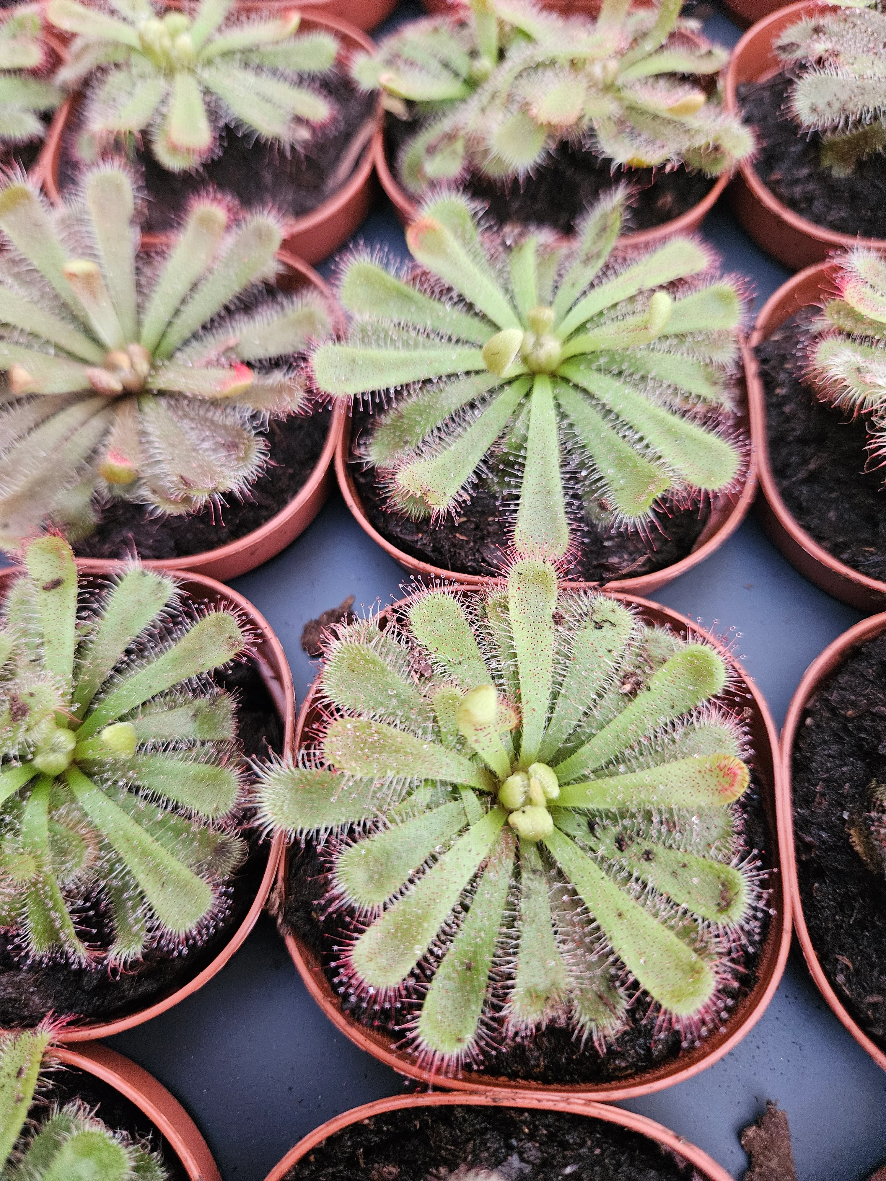 Drosera Aliciae - Image 4