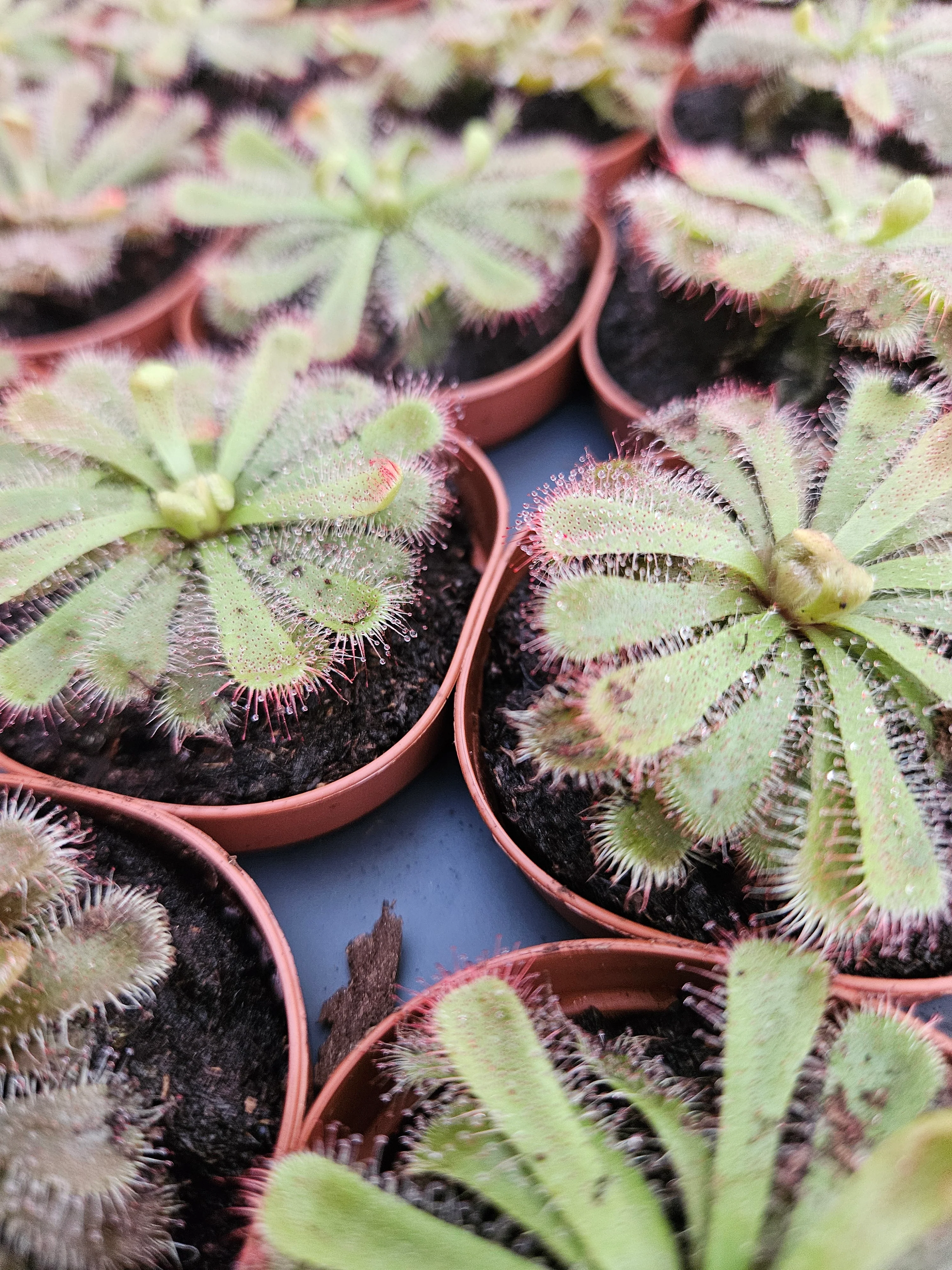 Drosera Aliciae - Image 5
