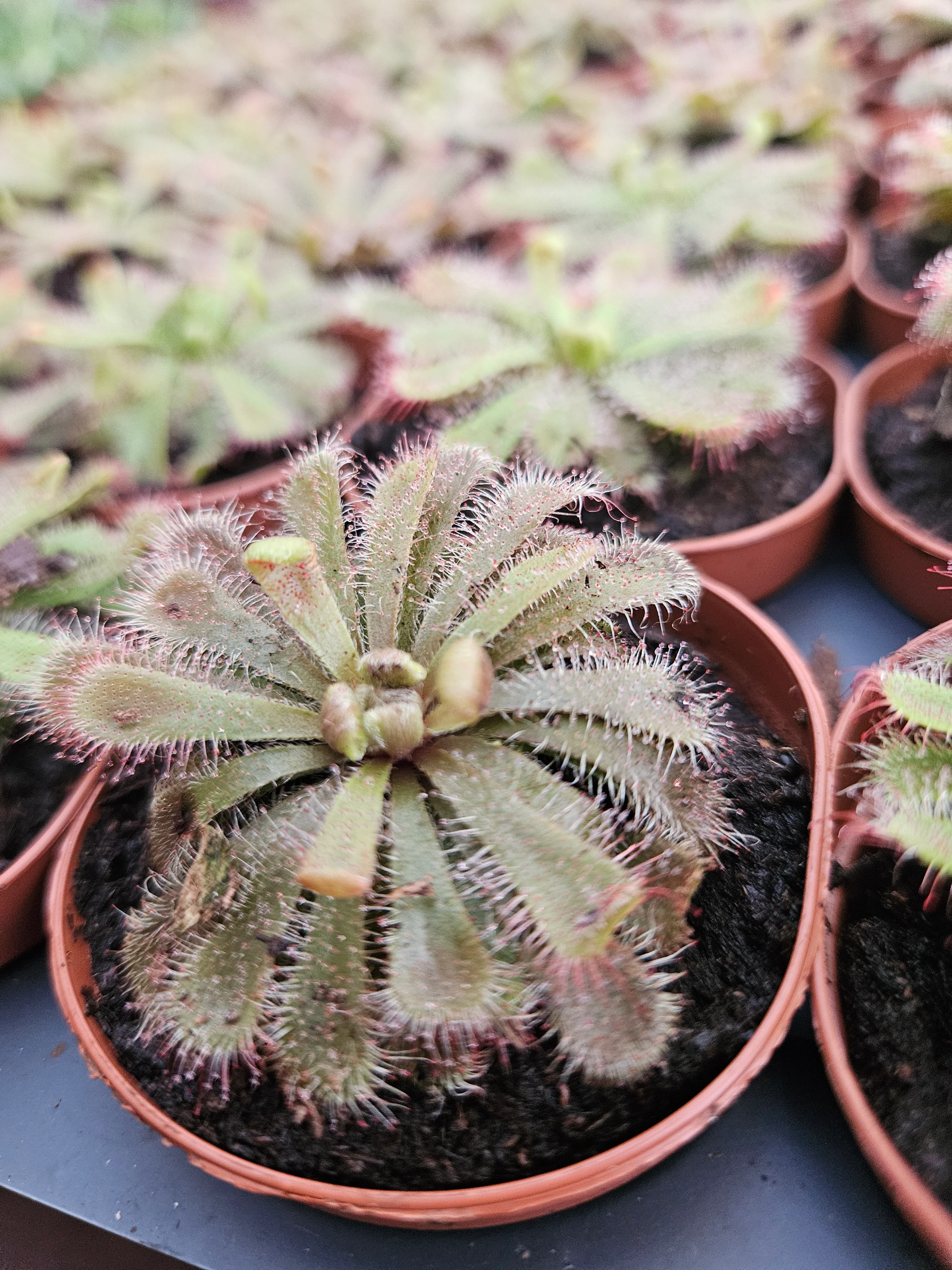 Drosera Aliciae - Image 6