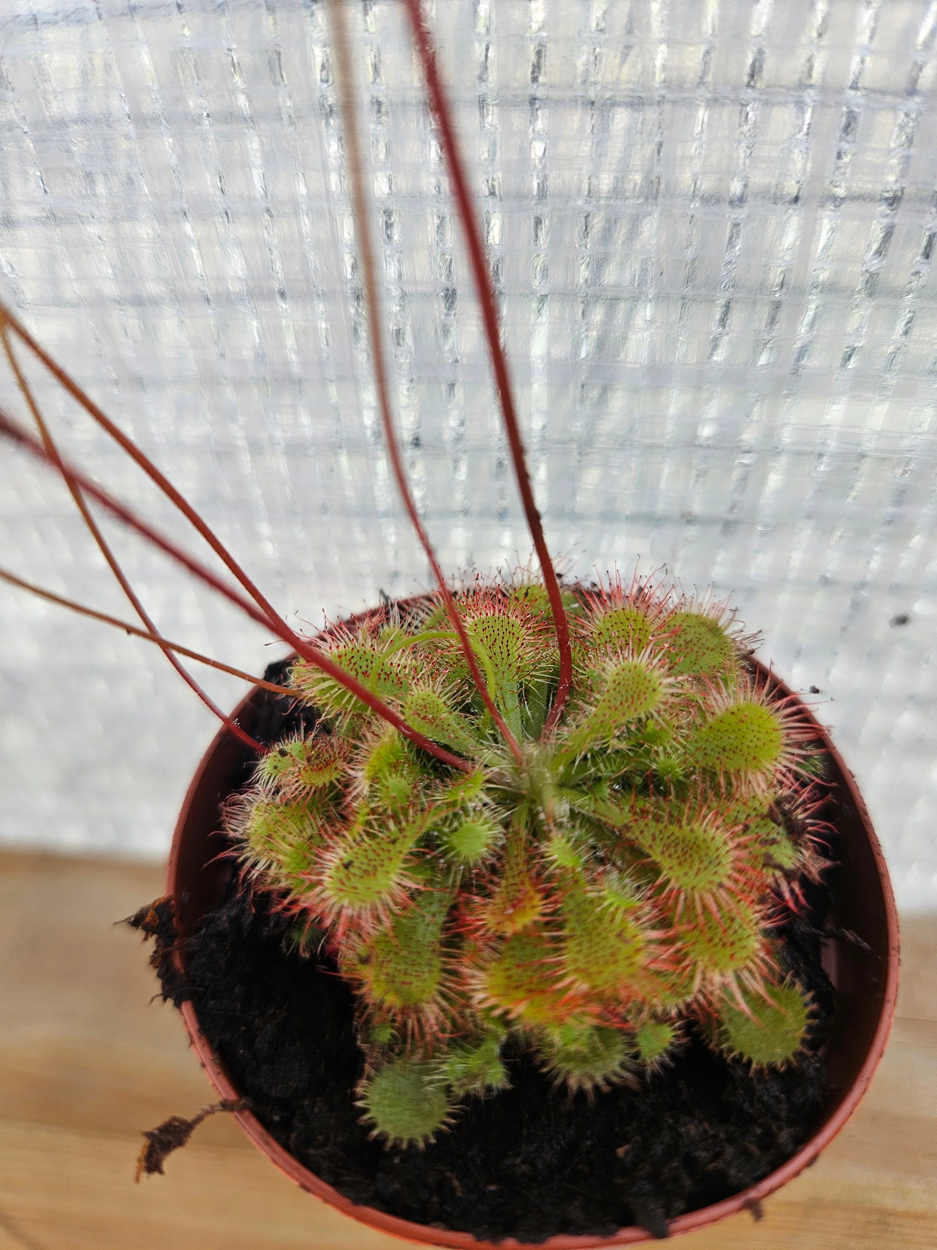 Drosera Spatulata "SunDew ' - Image 2