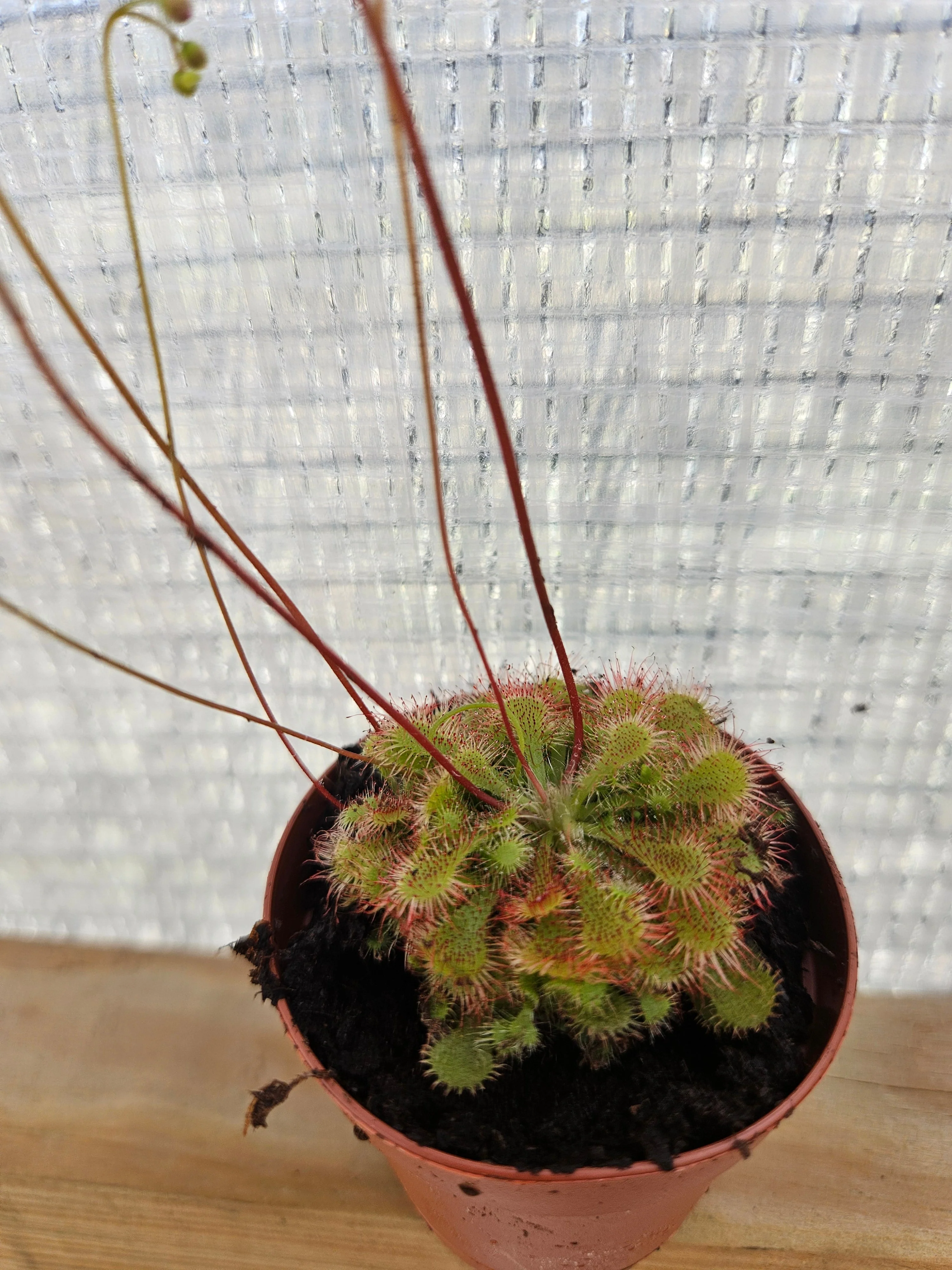 Drosera Spatulata "SunDew ' - Image 6