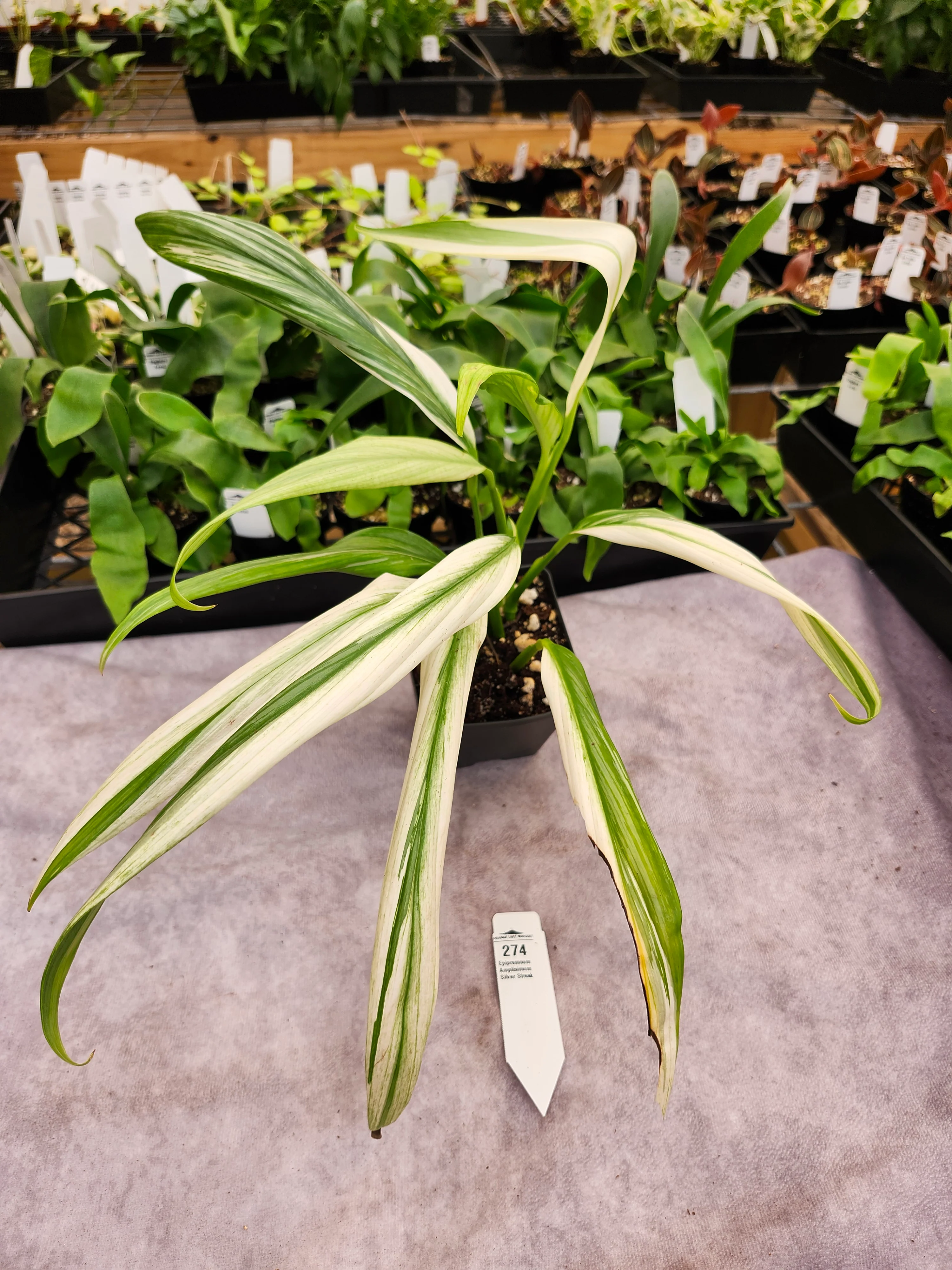 Epipremnum Amplissimum Silver Streak Albo (4in)-274 - Image 3