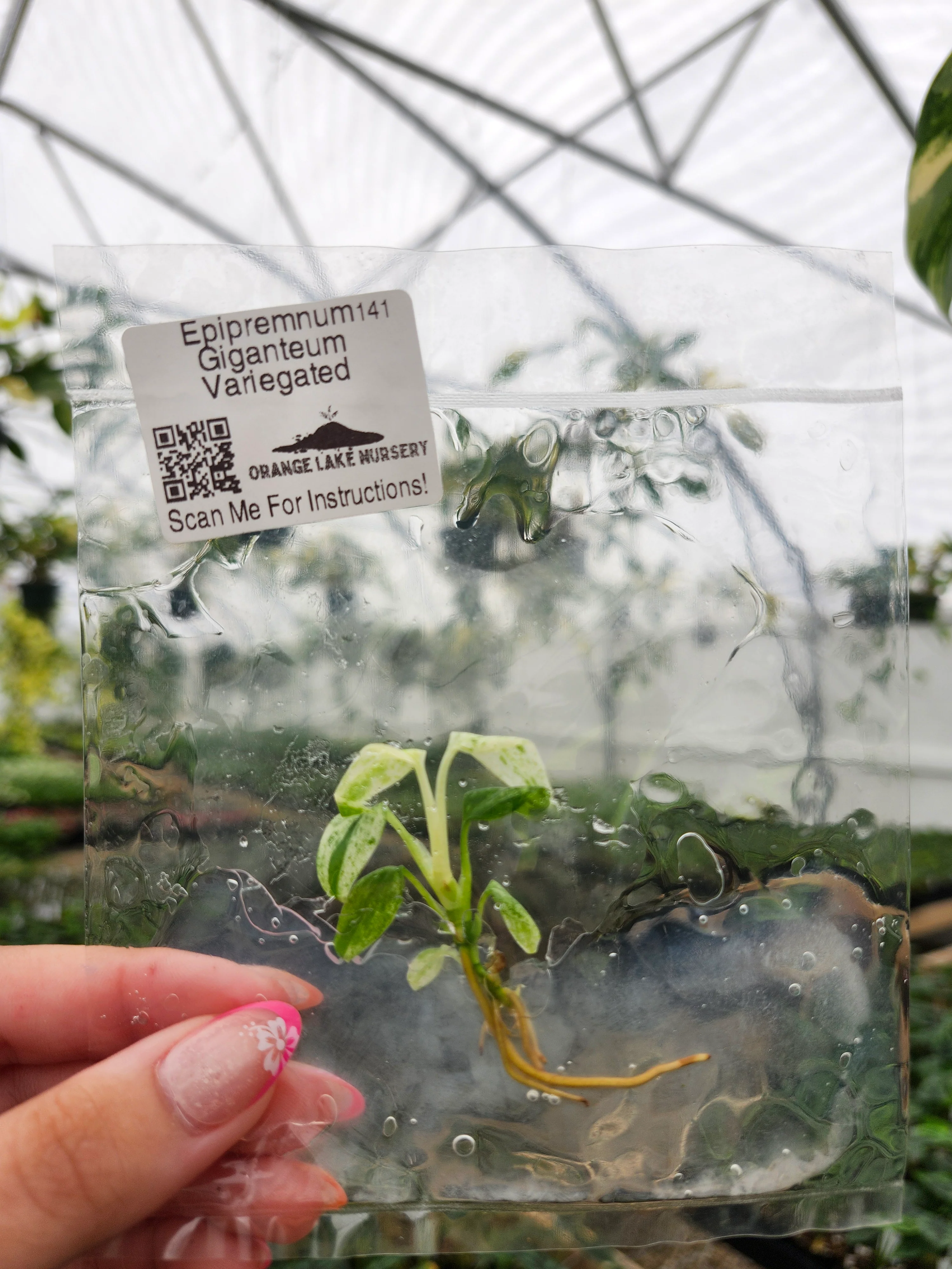 Epipremnum Giganteum Marble Tissue Culture - Image 3