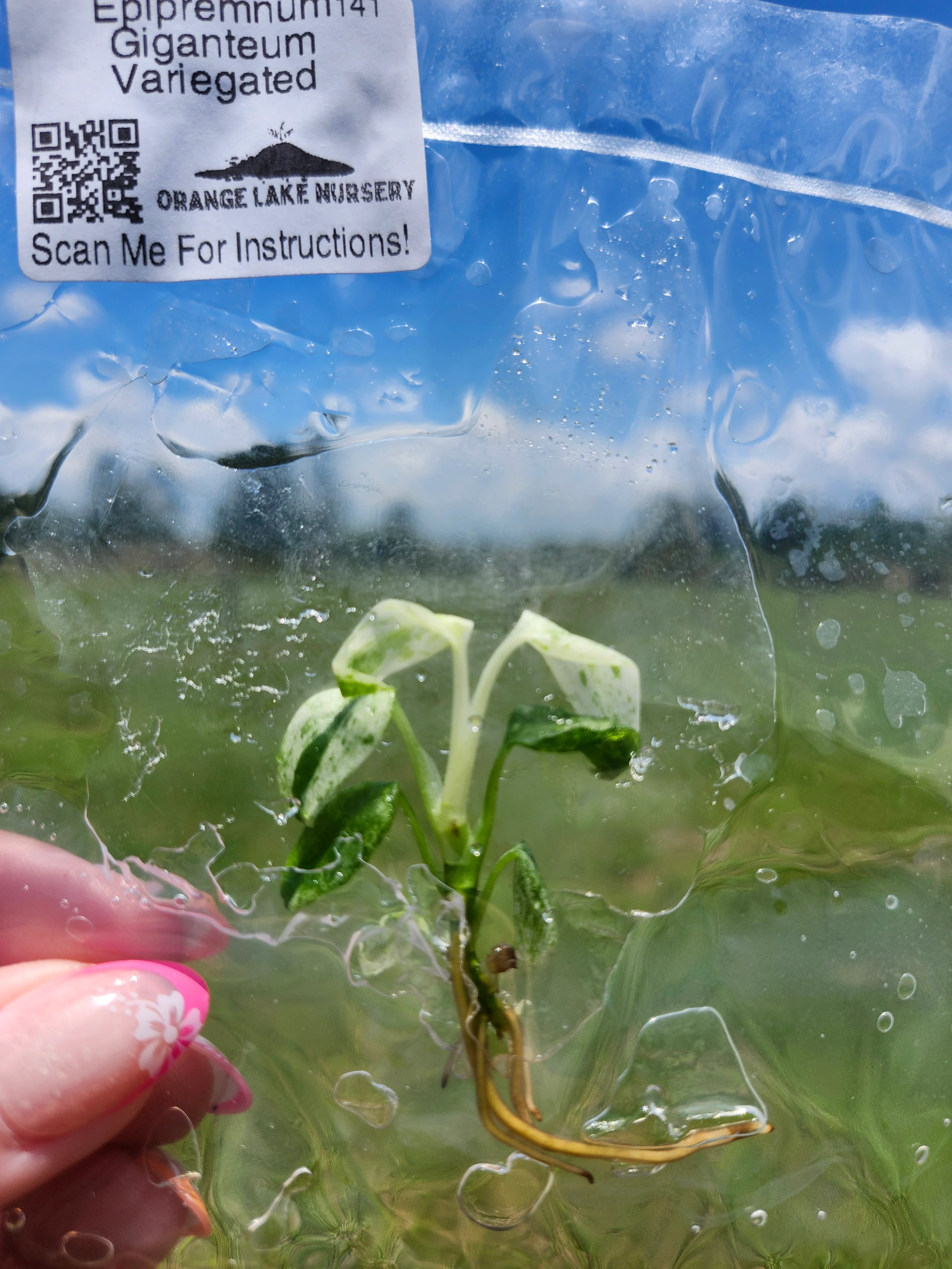 Epipremnum Giganteum Marble Tissue Culture - Image 4