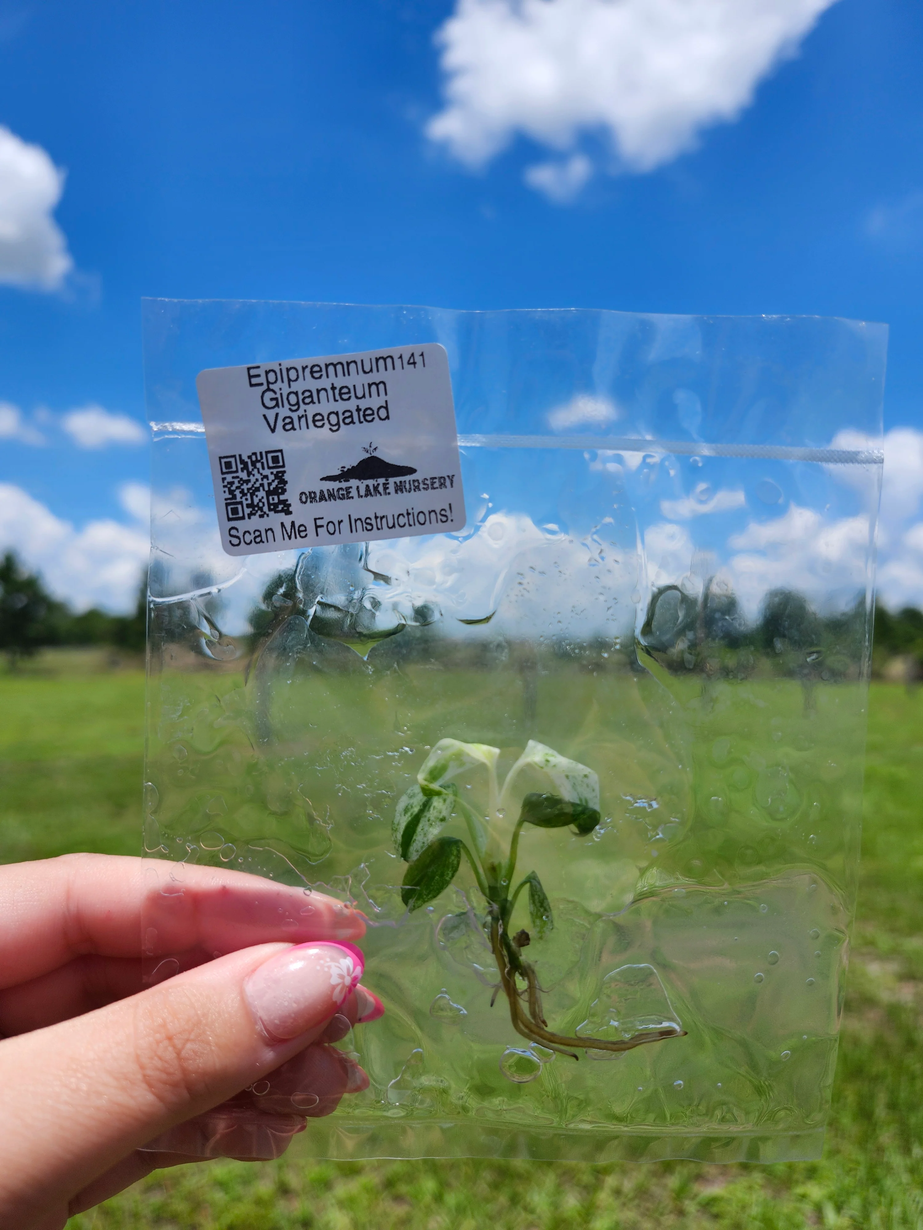Epipremnum Giganteum Marble Tissue Culture - Image 5