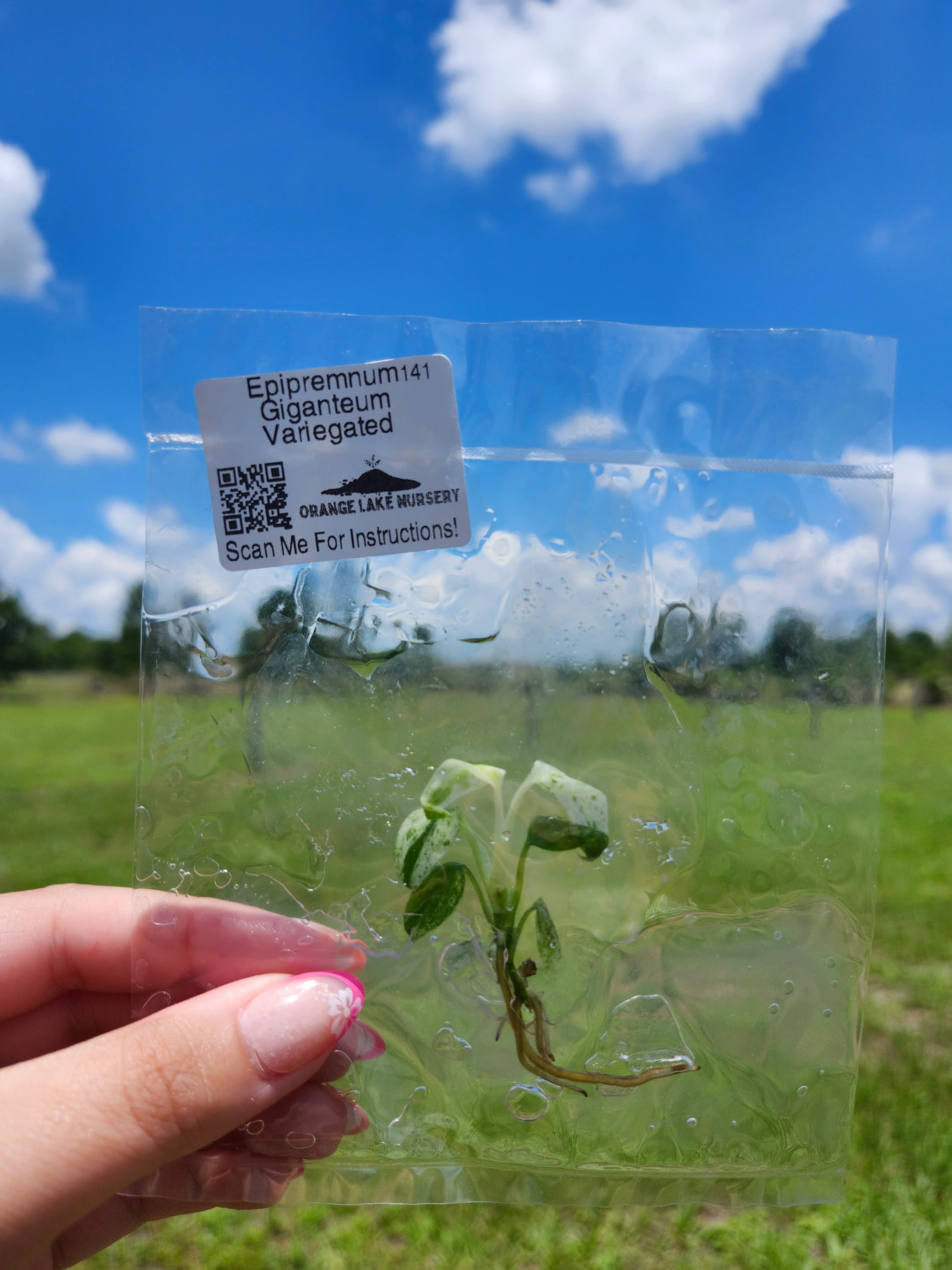 Epipremnum Giganteum Marble Tissue Culture - Image 6