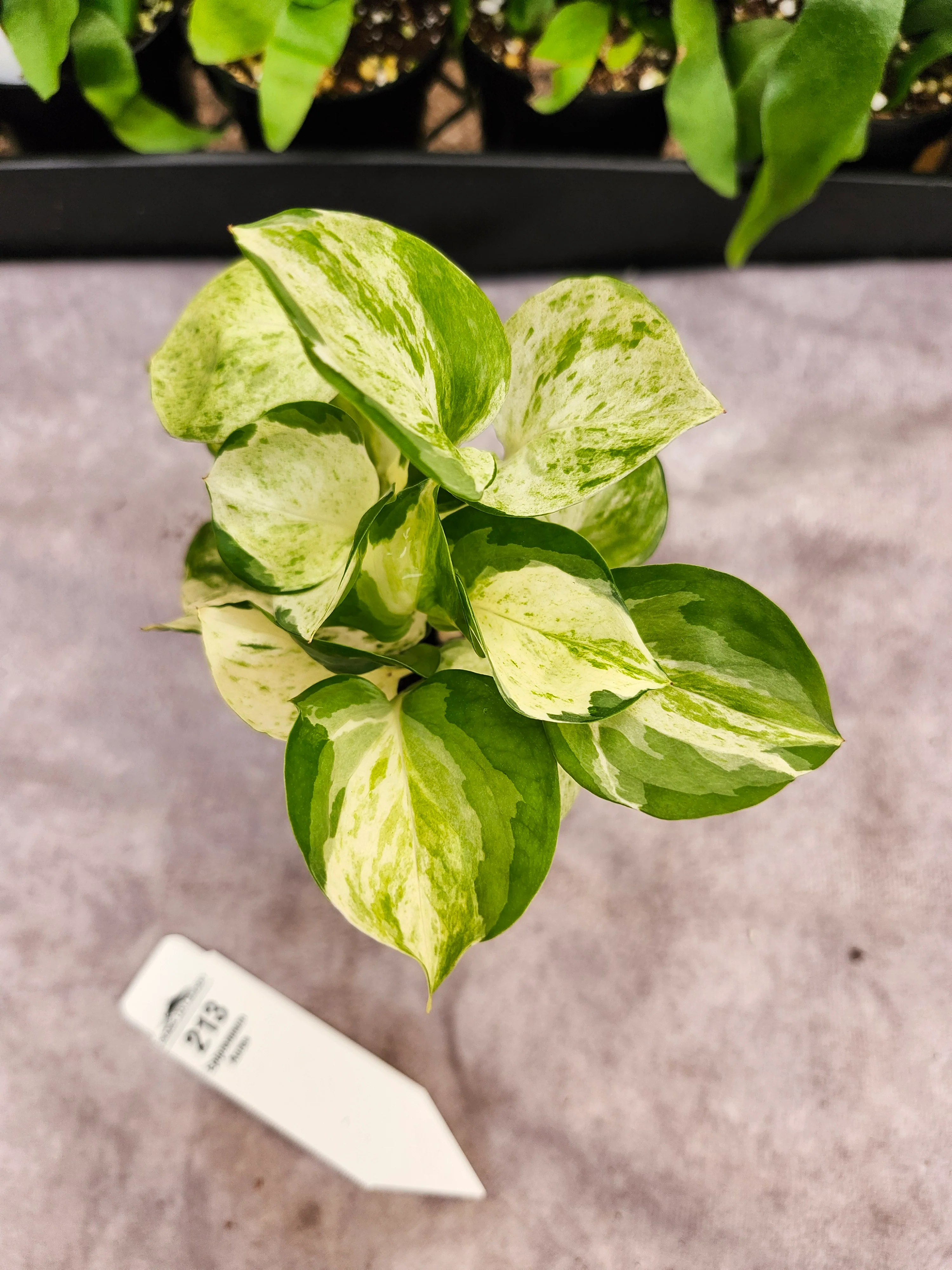 Epipremnum Pinnatum Aureum (3in)- 213 - Image 3
