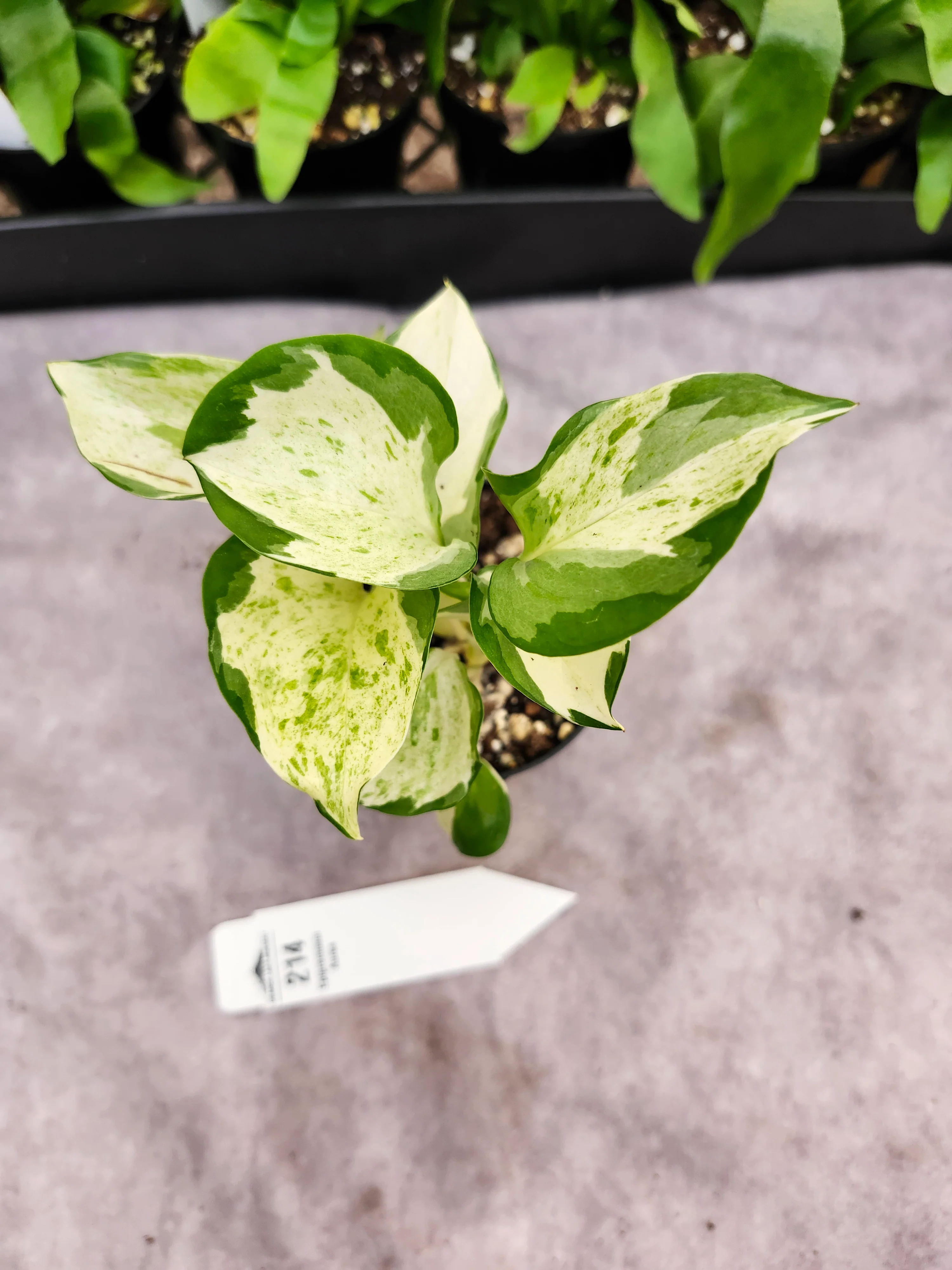 Epipremnum Pinnatum Aureum (3in)- 214 - Image 3