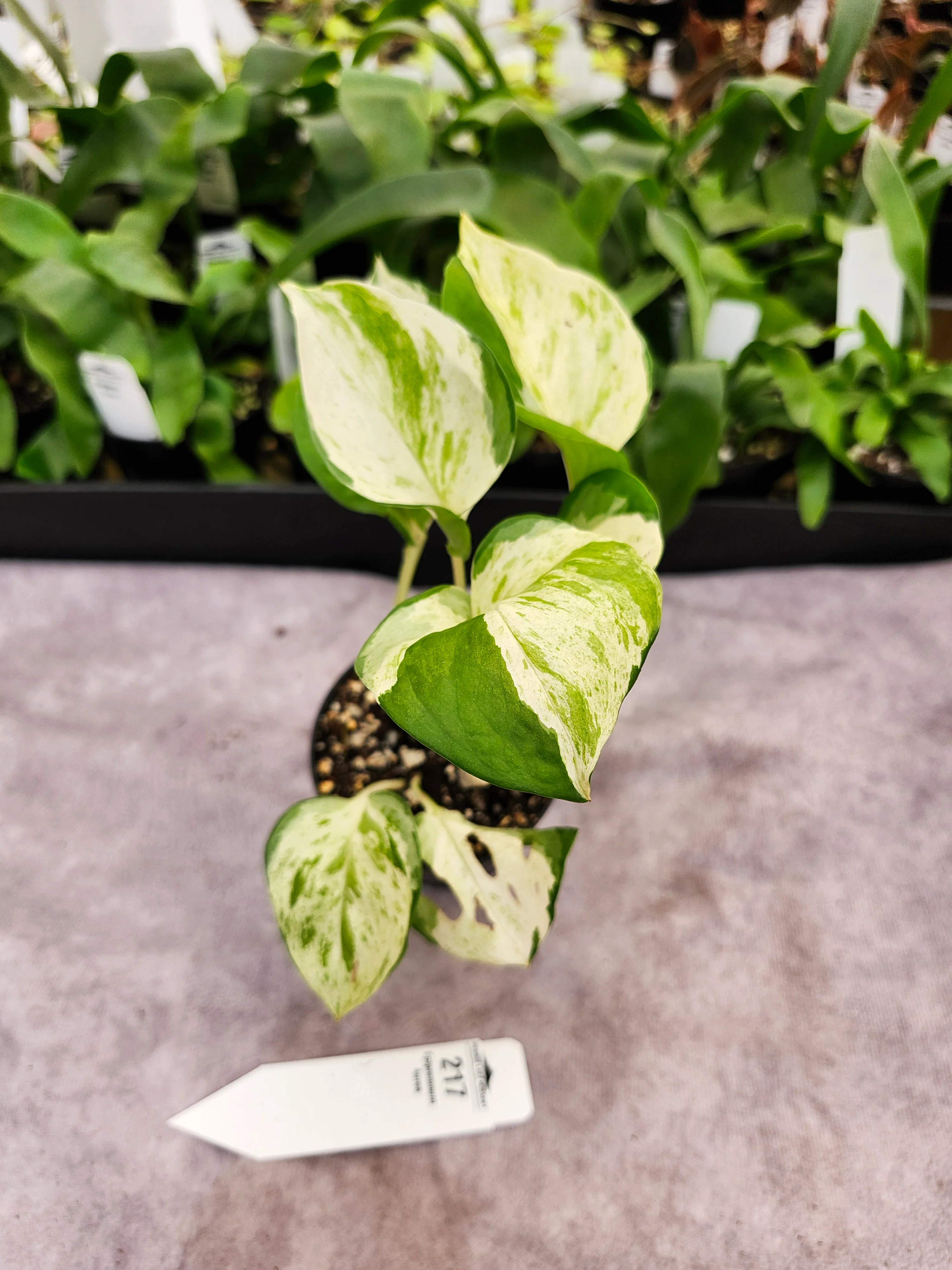 Epipremnum Pinnatum Aureum (3in)- 217 - Image 3