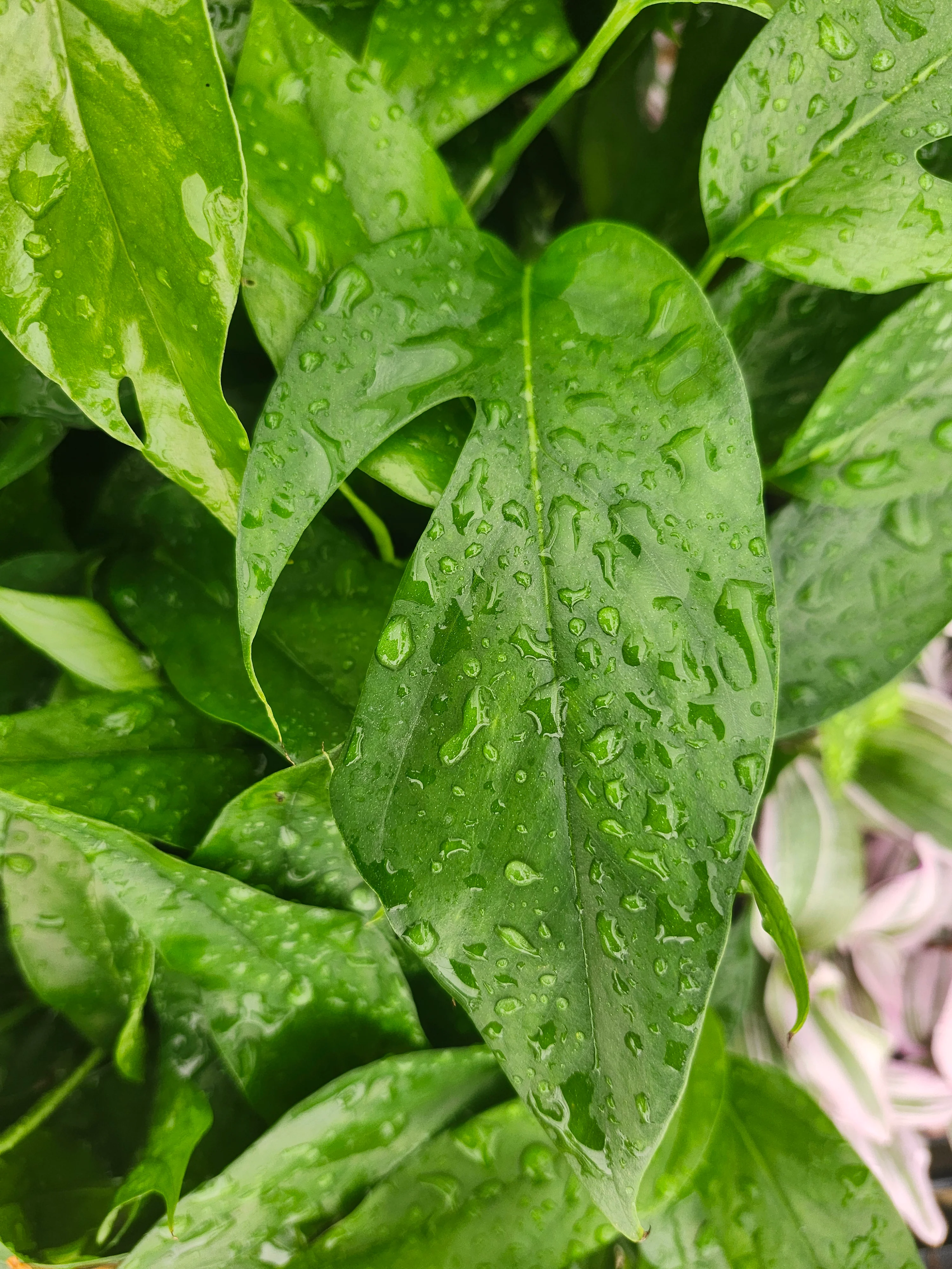 Epipremnum Pinnatum Baltic Blue (3in) - Growers Choice - Image 11