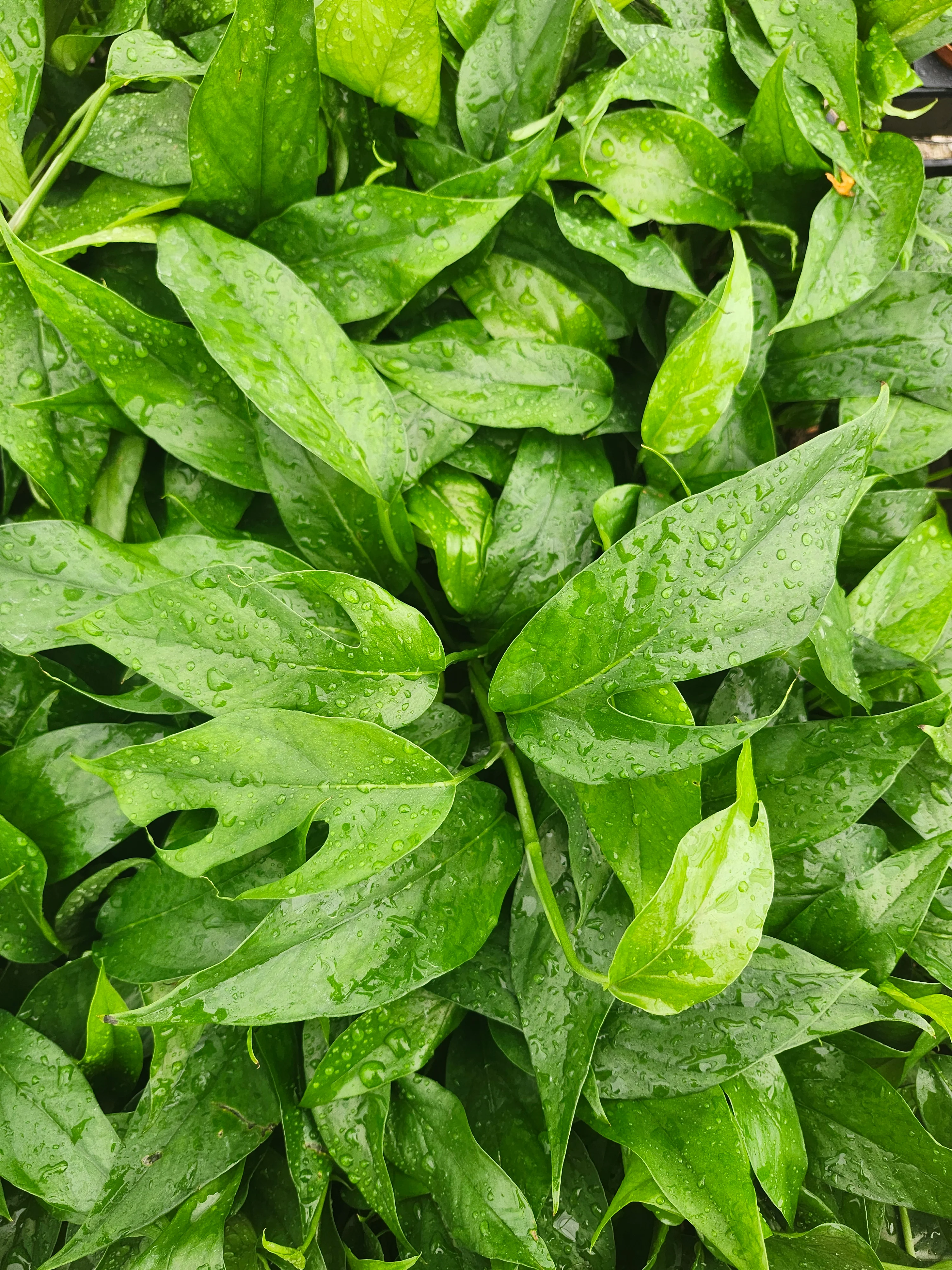 Epipremnum Pinnatum Baltic Blue (3in) - Growers Choice - Image 3