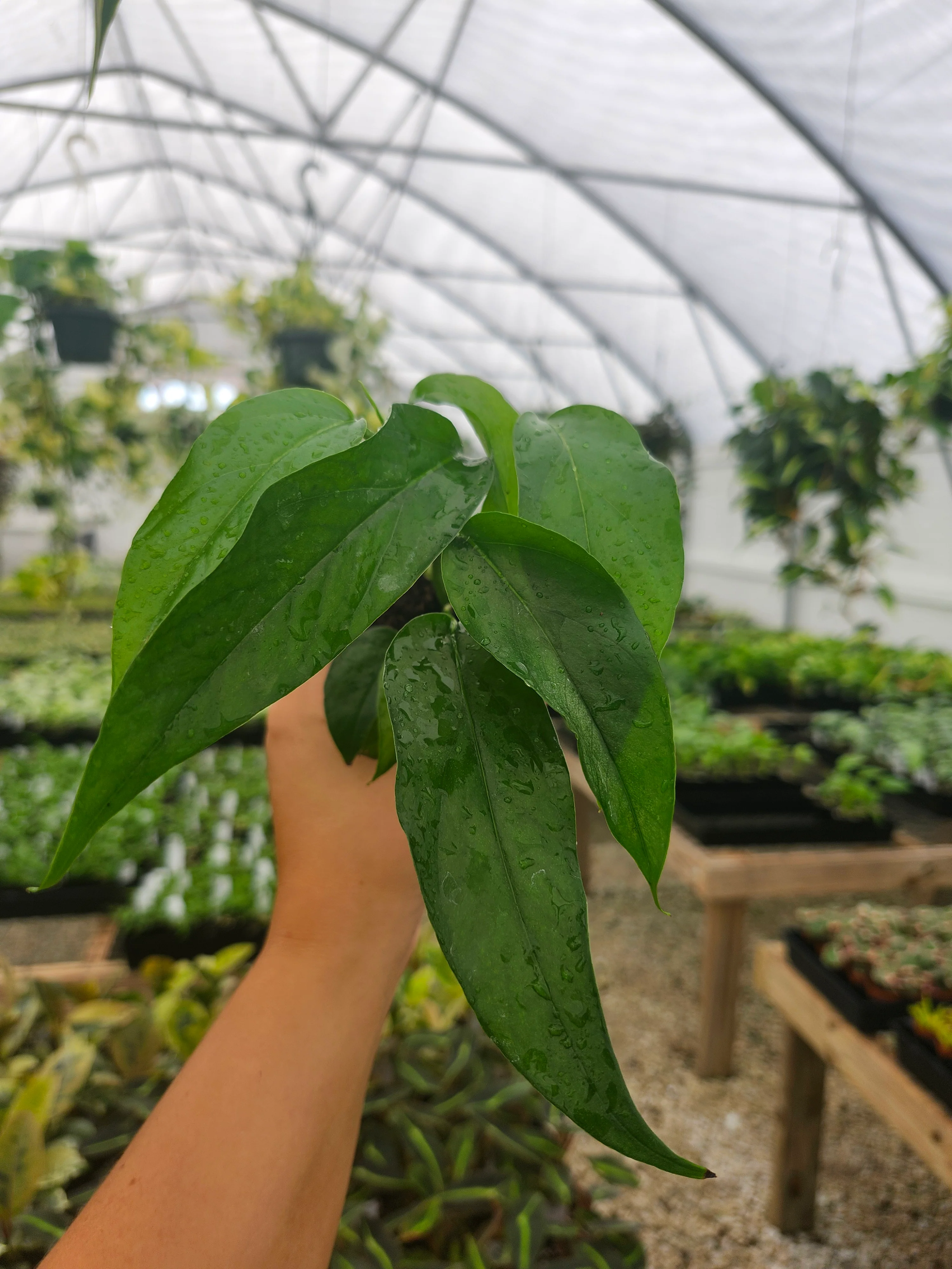 Epipremnum Pinnatum Baltic Blue (3in) - Growers Choice - Image 4