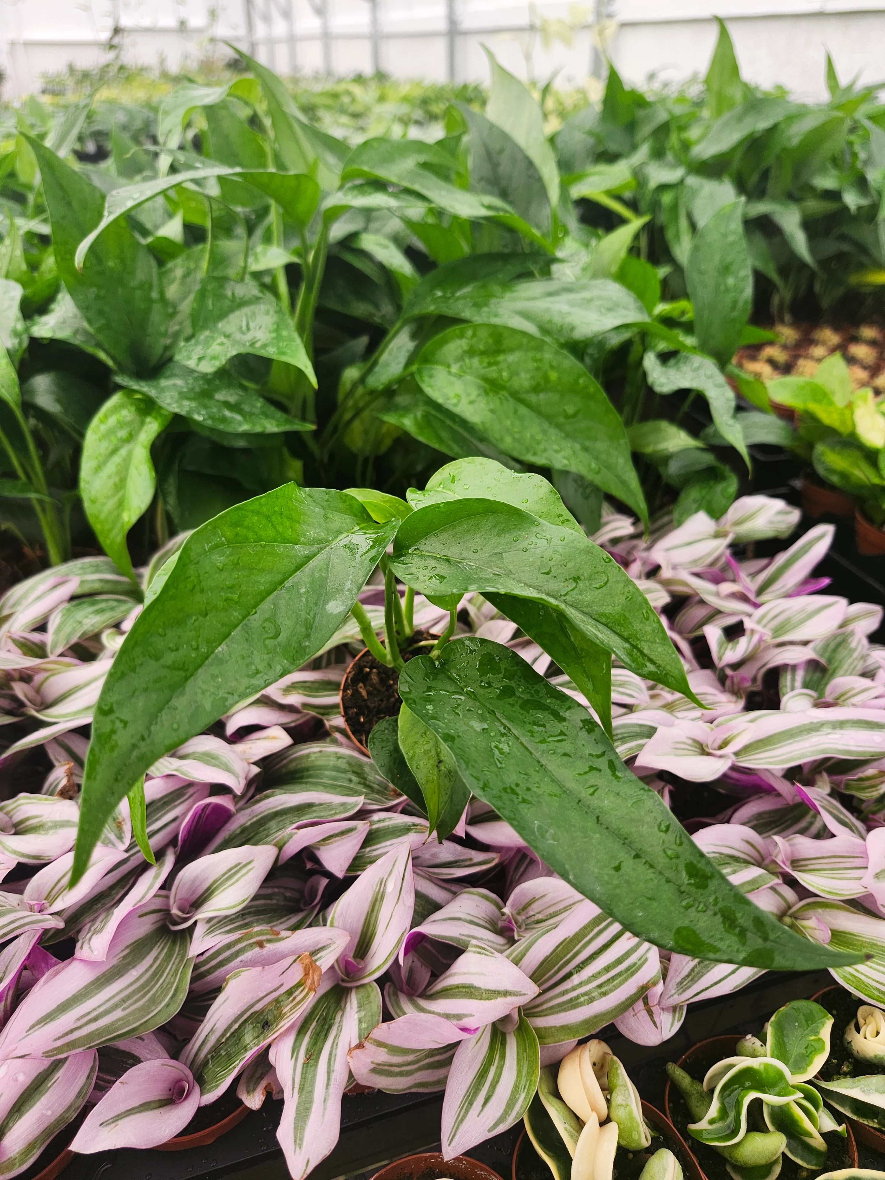 Epipremnum Pinnatum Baltic Blue (3in) - Growers Choice - Image 5