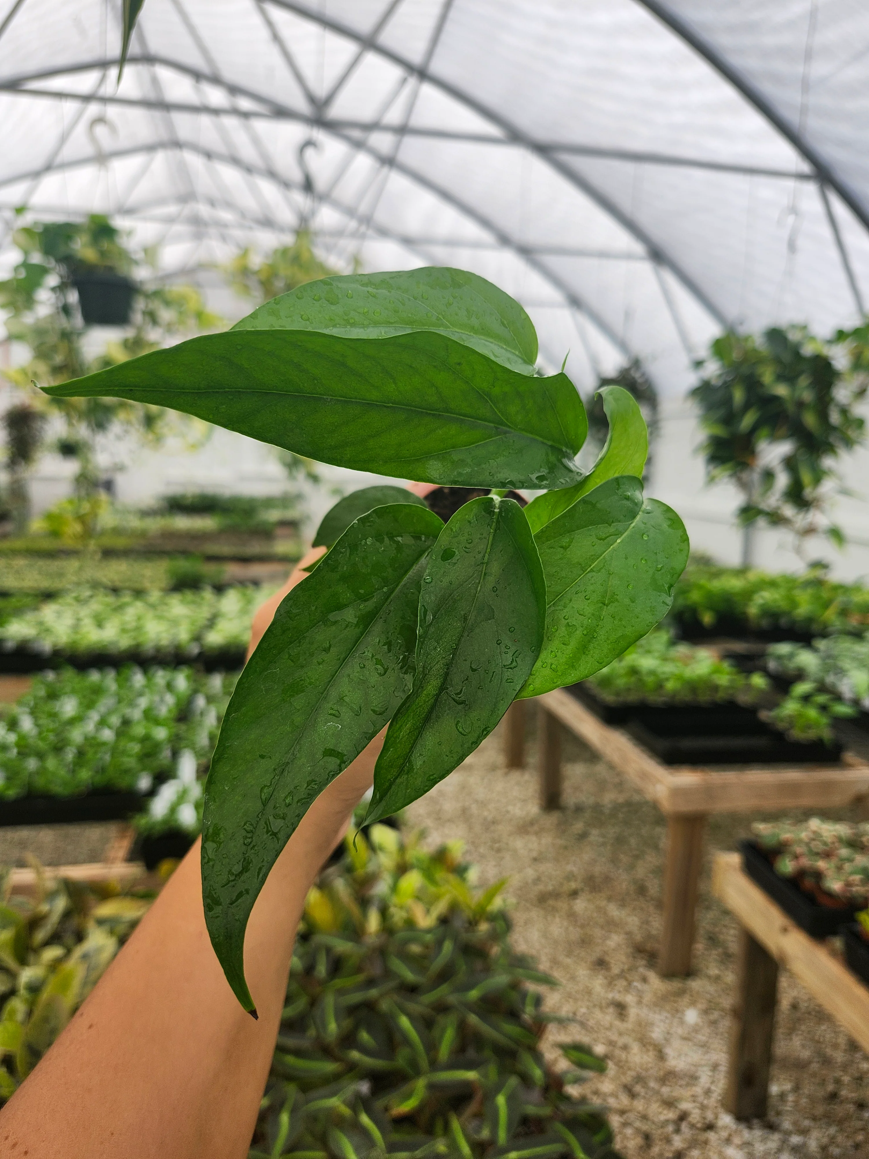 Epipremnum Pinnatum Baltic Blue (3in) - Growers Choice - Image 8