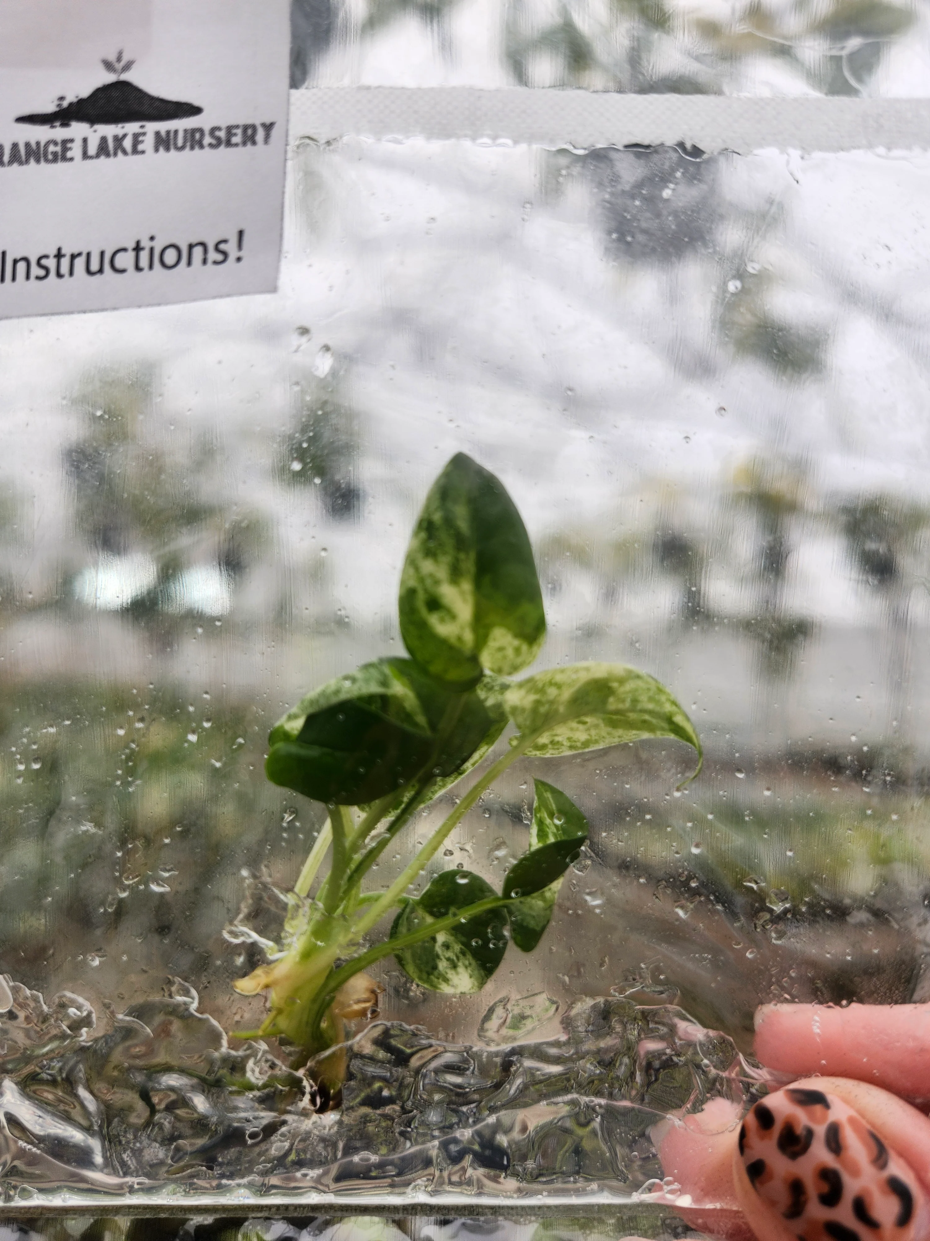 Epipremnum Pinnatum Marble Tissue Culture - Image 2
