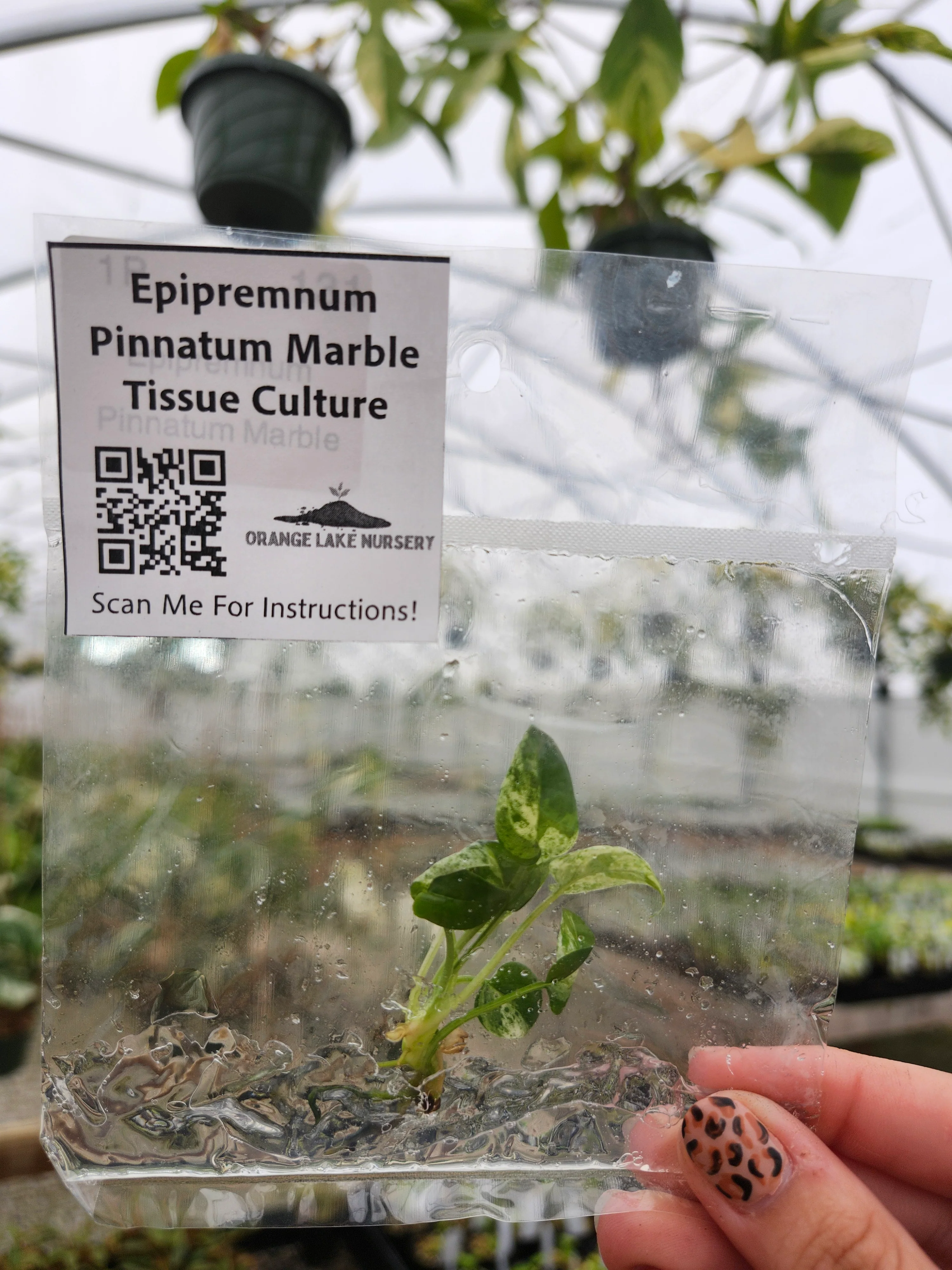 Epipremnum Pinnatum Marble Tissue Culture - Image 3