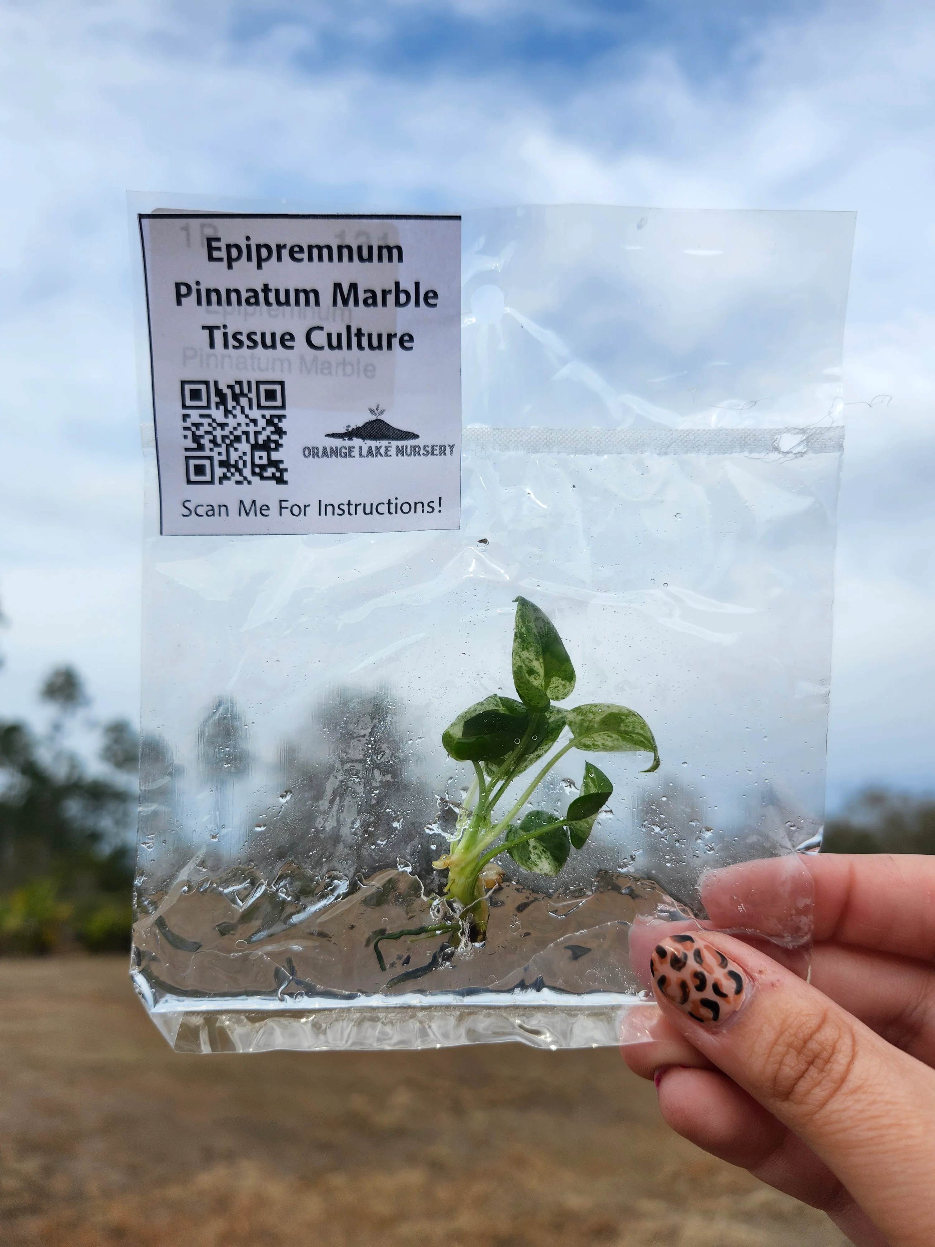 Epipremnum Pinnatum Marble Tissue Culture - Image 4
