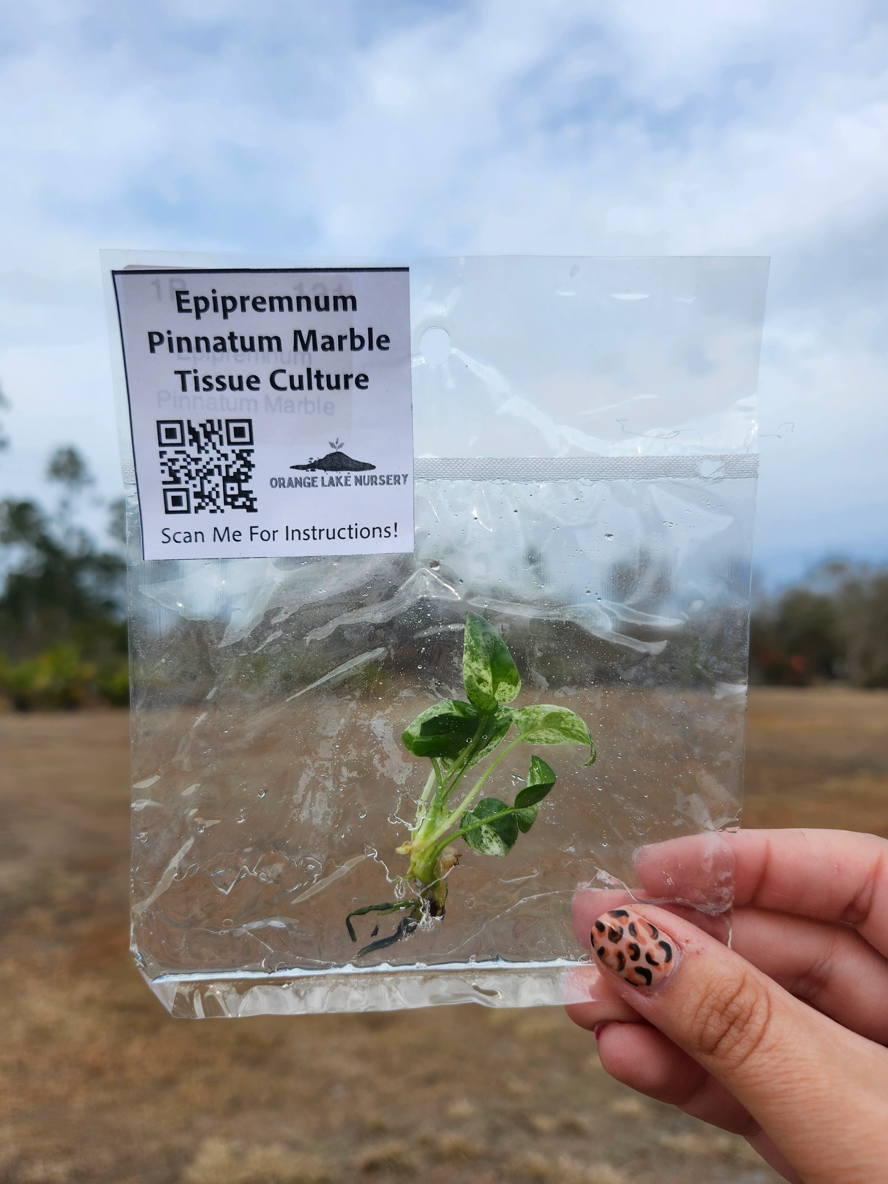 Epipremnum Pinnatum Marble Tissue Culture - Image 5