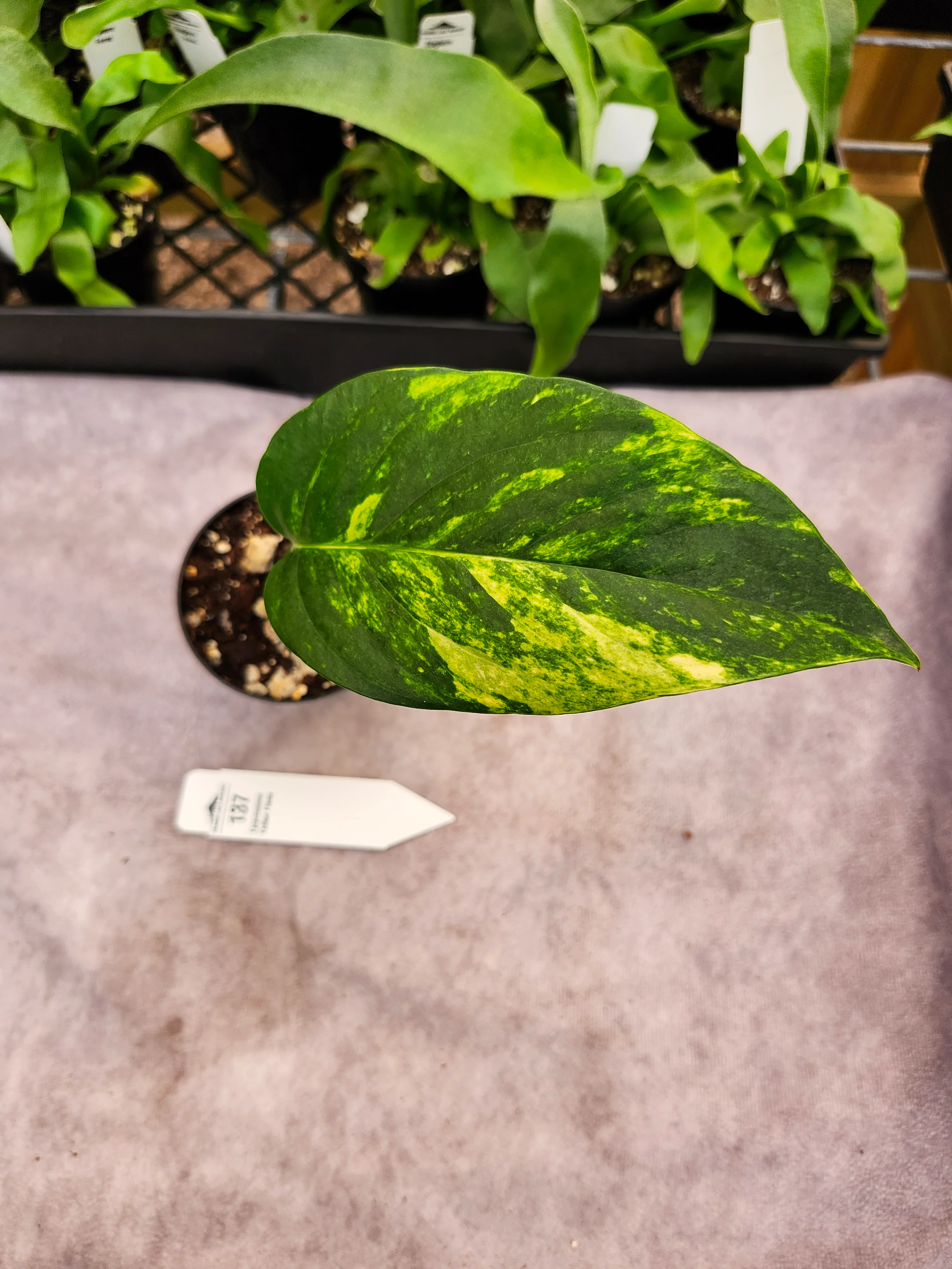 Epipremnum Pinnatum Yellow Flame (3in)-137