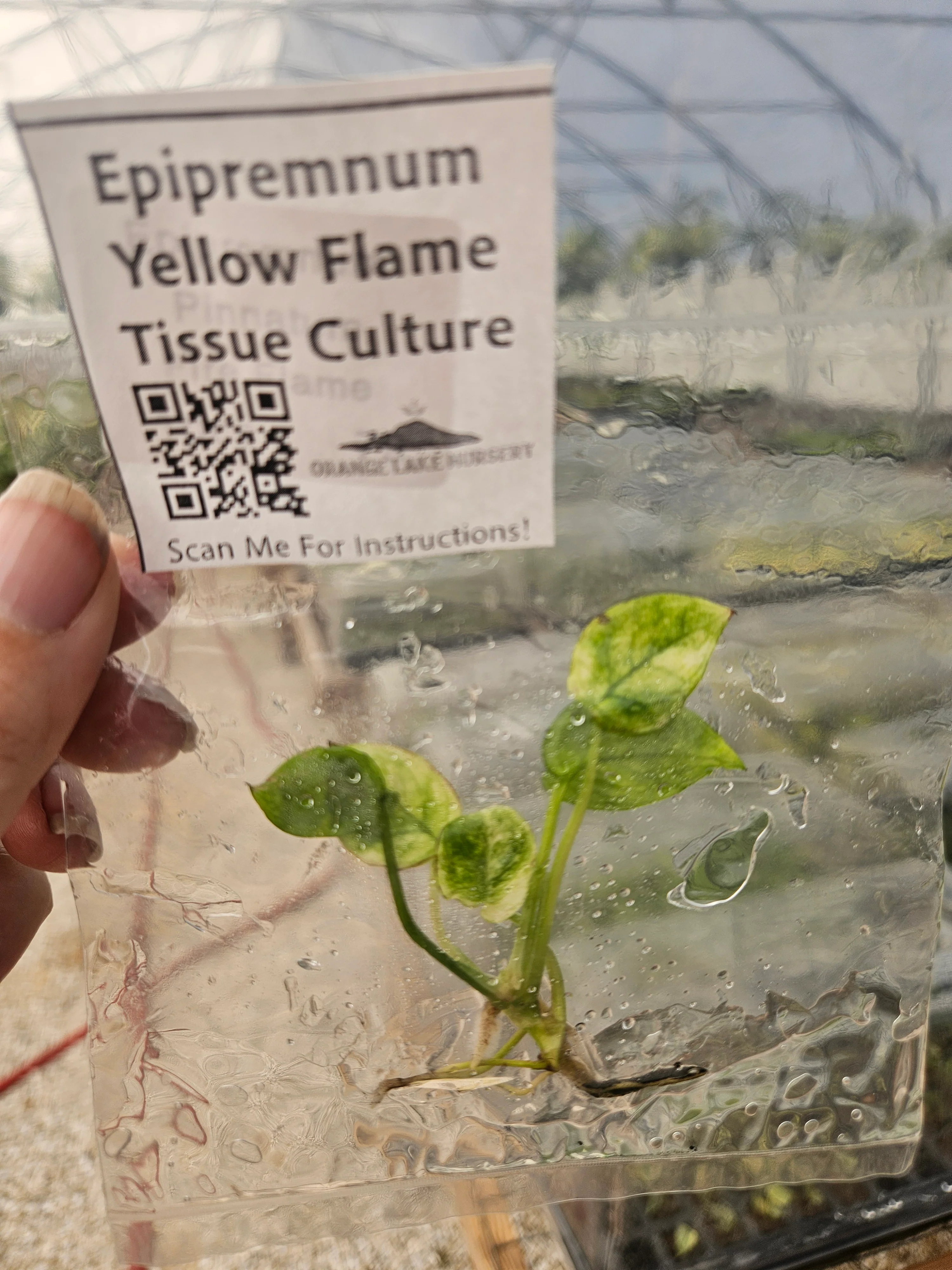 Epipremnum Pinnatum Yellow Flame Tissue Culture - Image 3