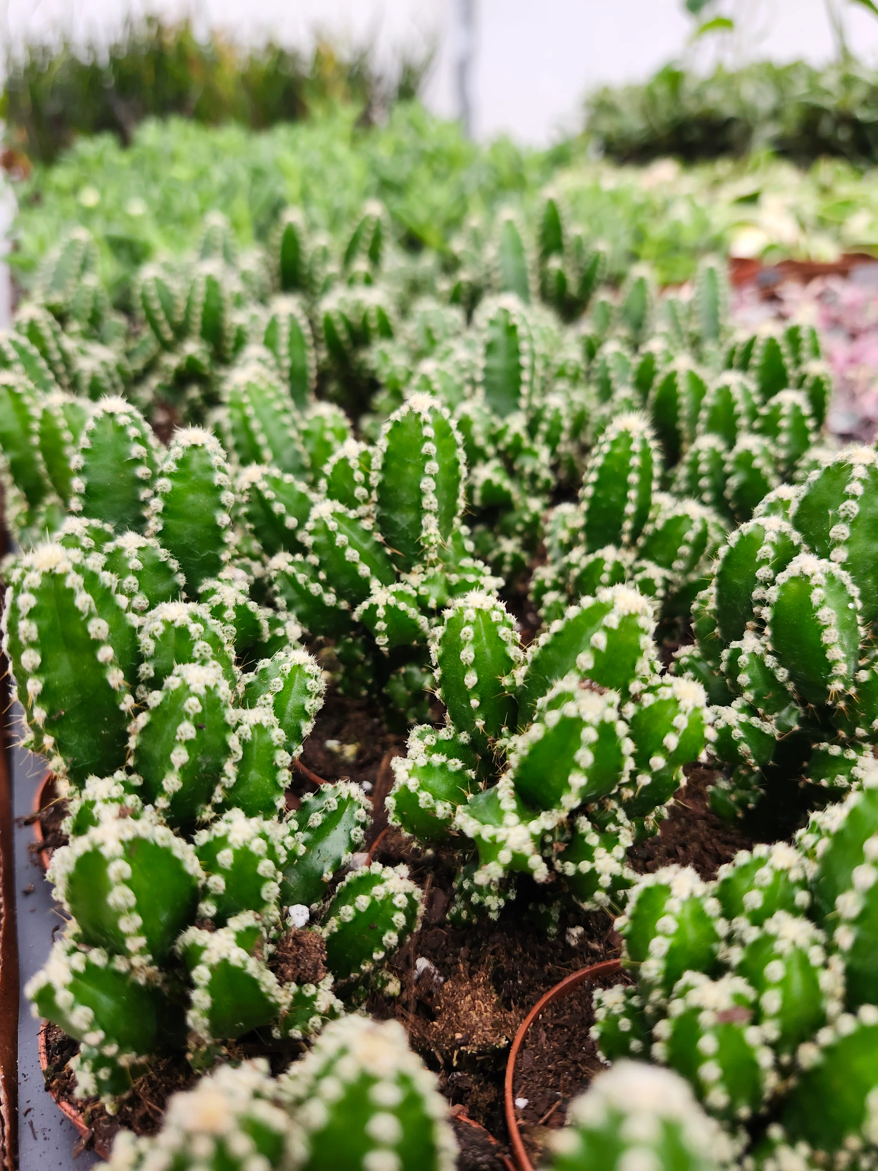 Fairy Castle Cactus