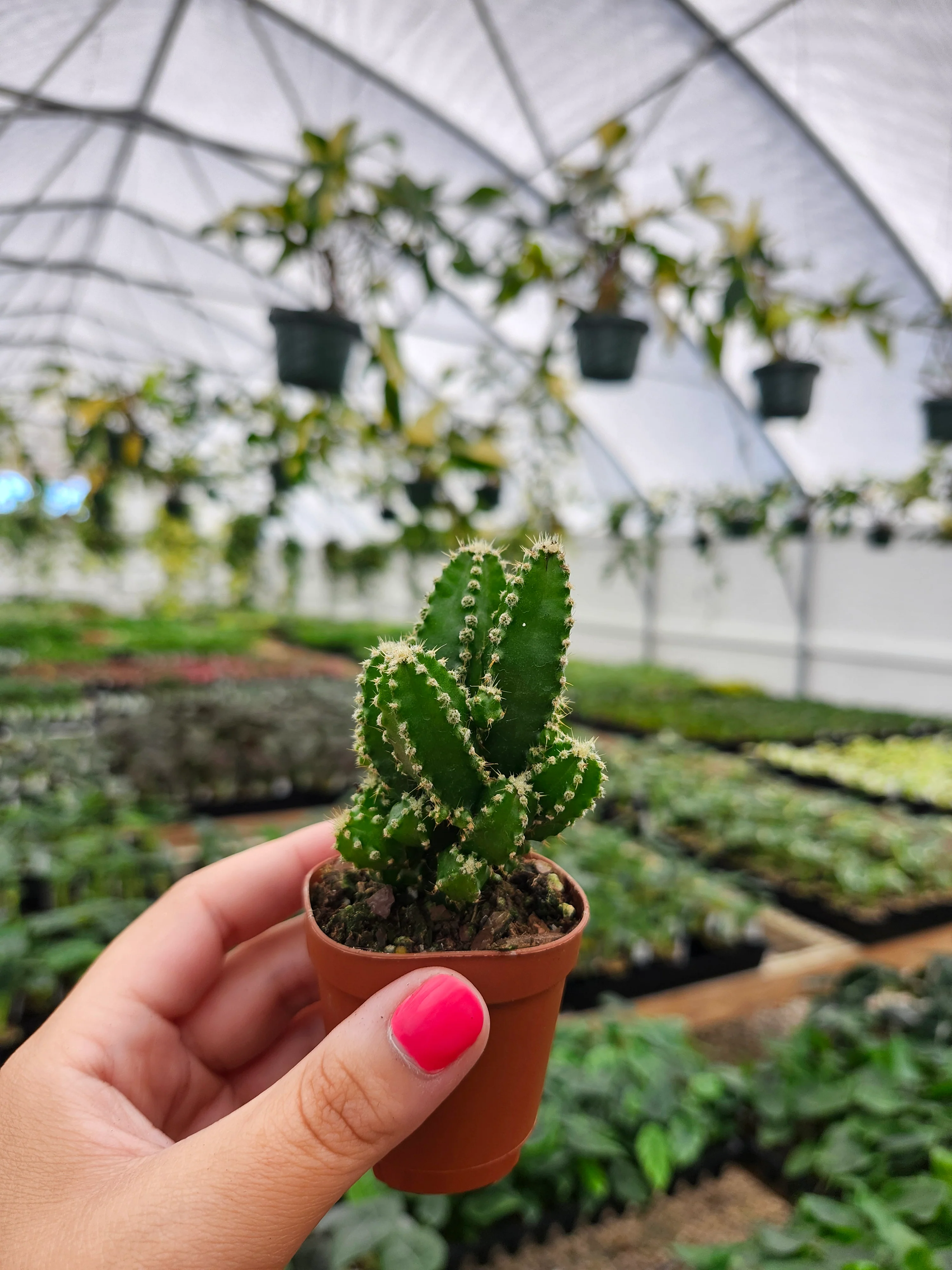 Fairy Castle Cactus - Image 2