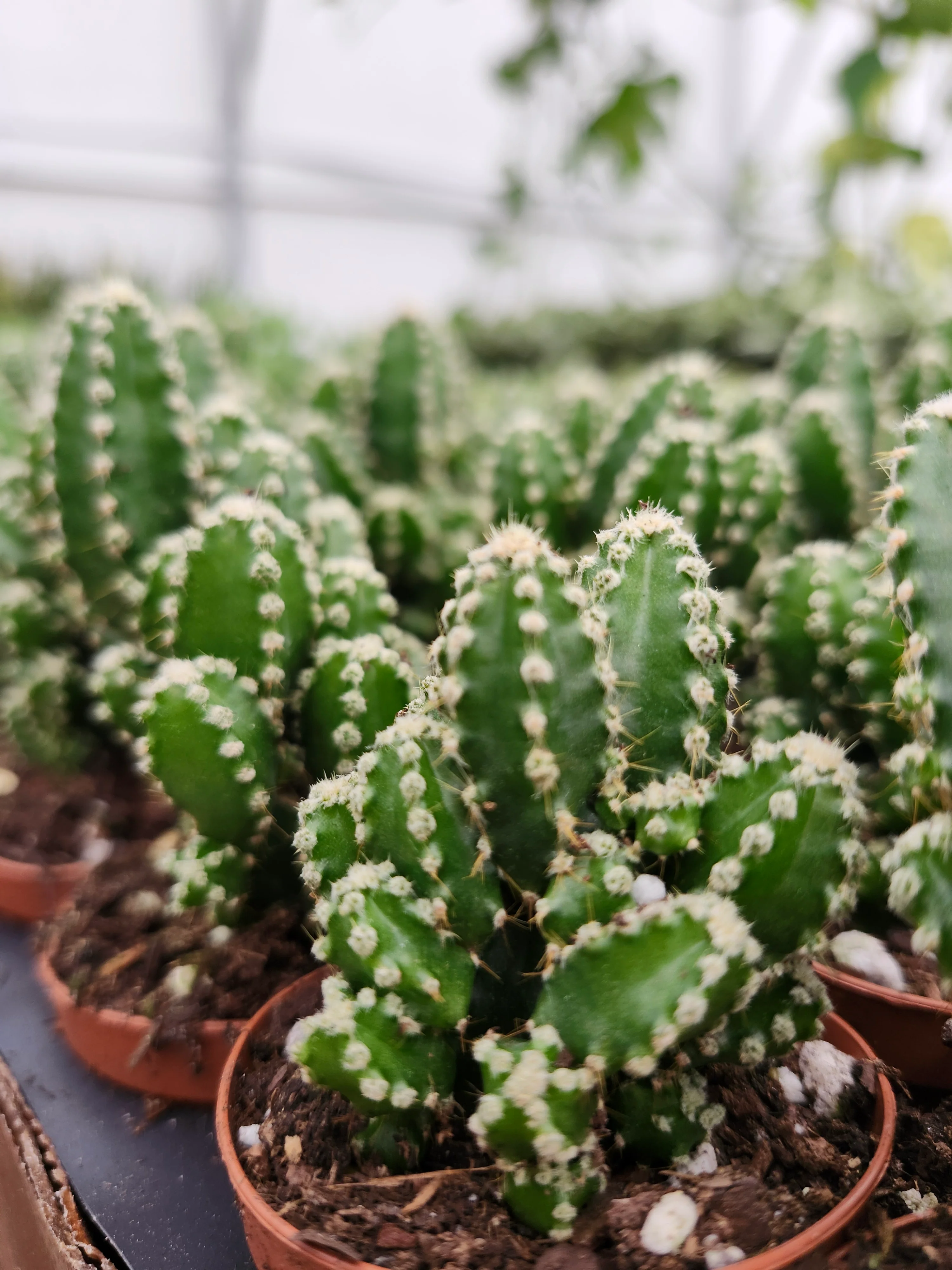 Fairy Castle Cactus - Image 3