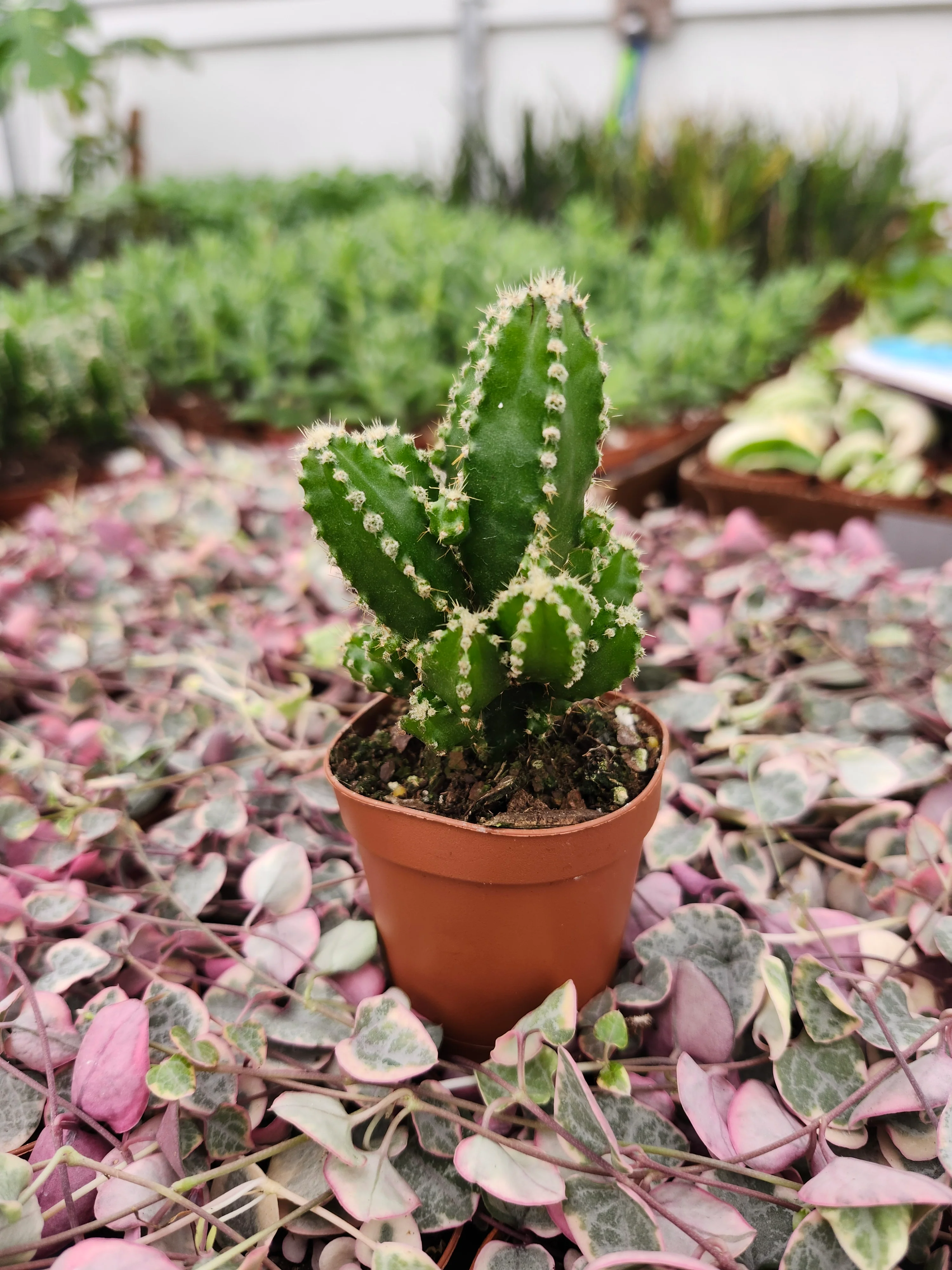 Fairy Castle Cactus - Image 4
