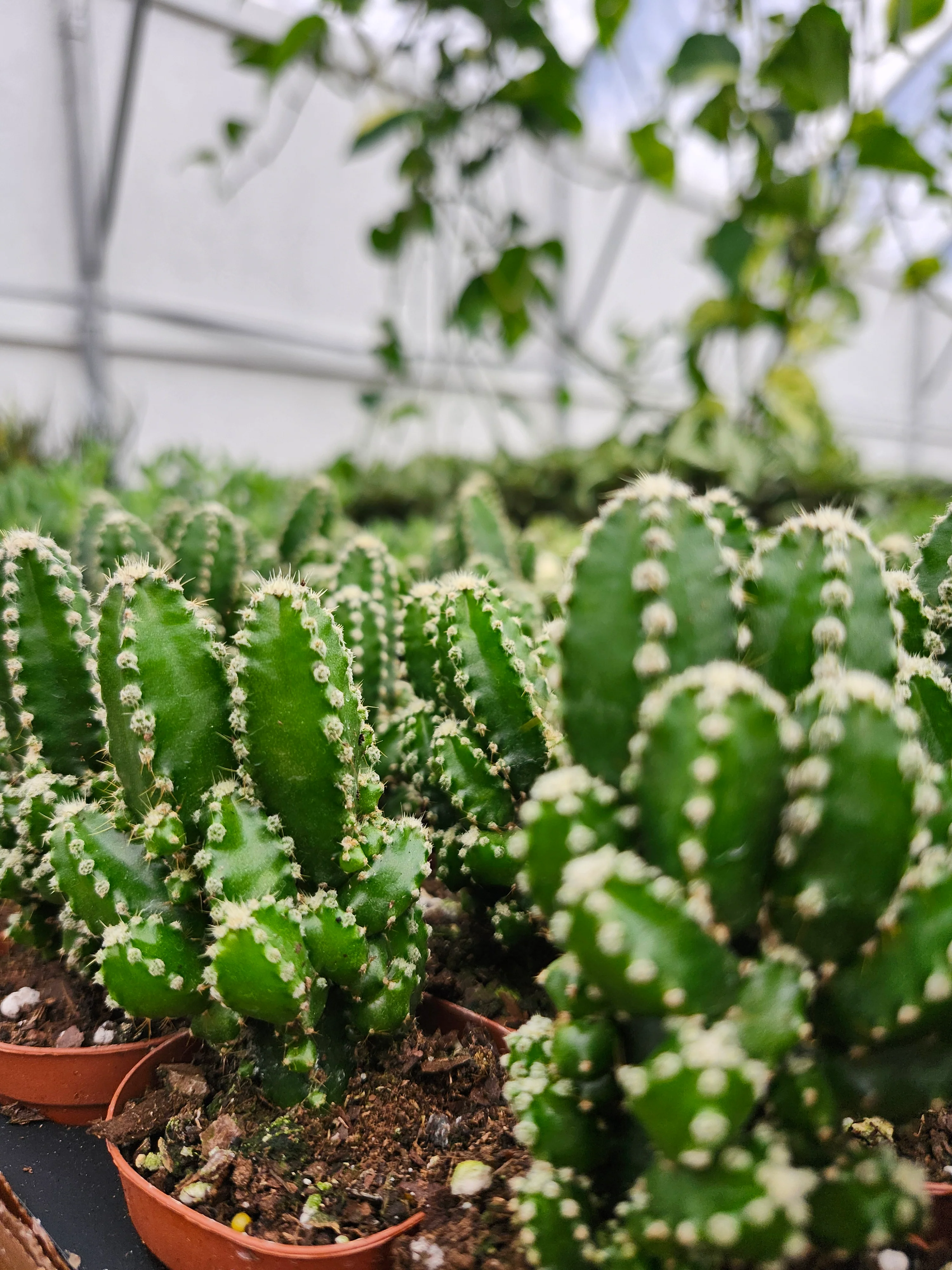Fairy Castle Cactus - Image 5