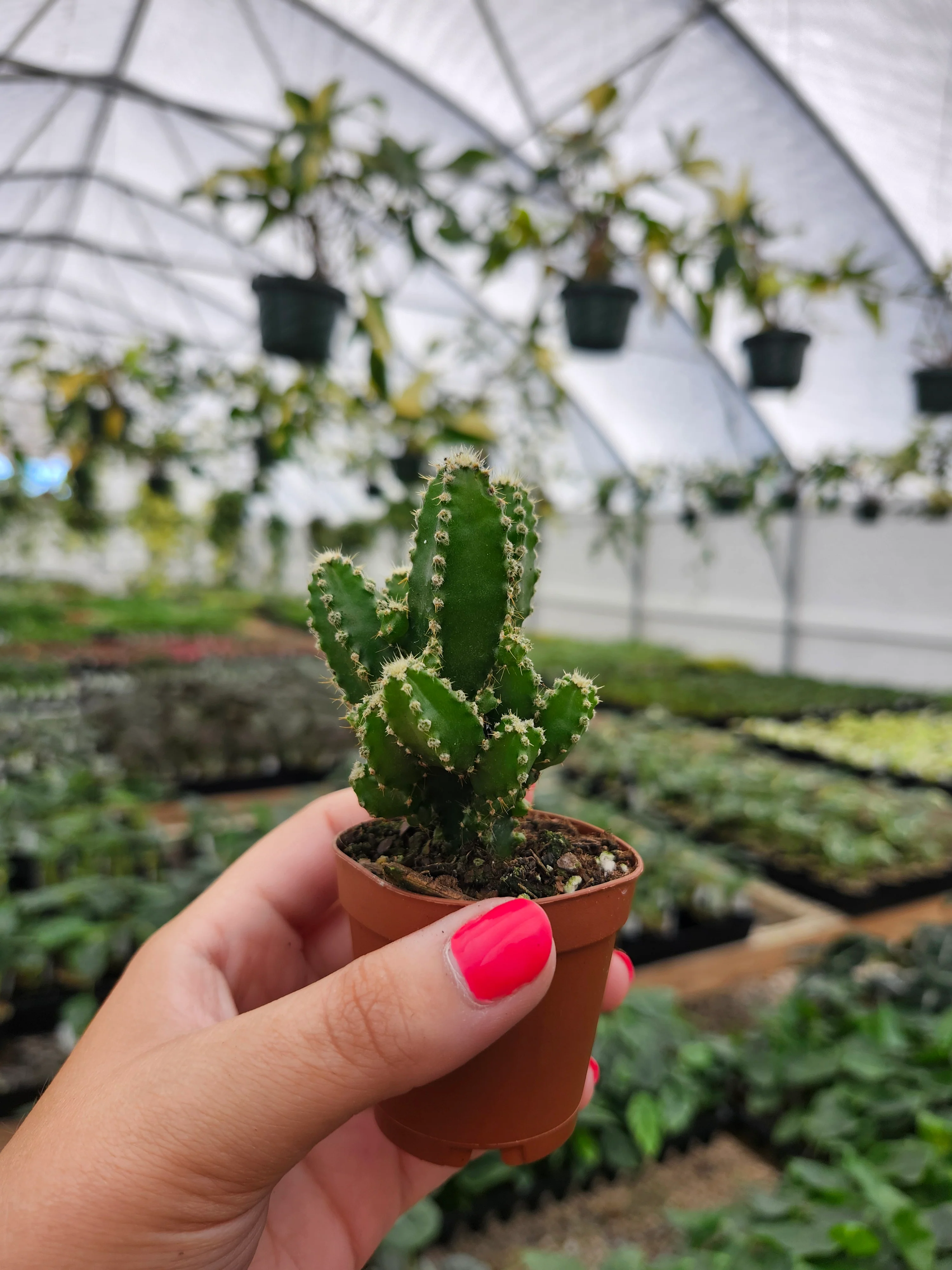 Fairy Castle Cactus - Image 6