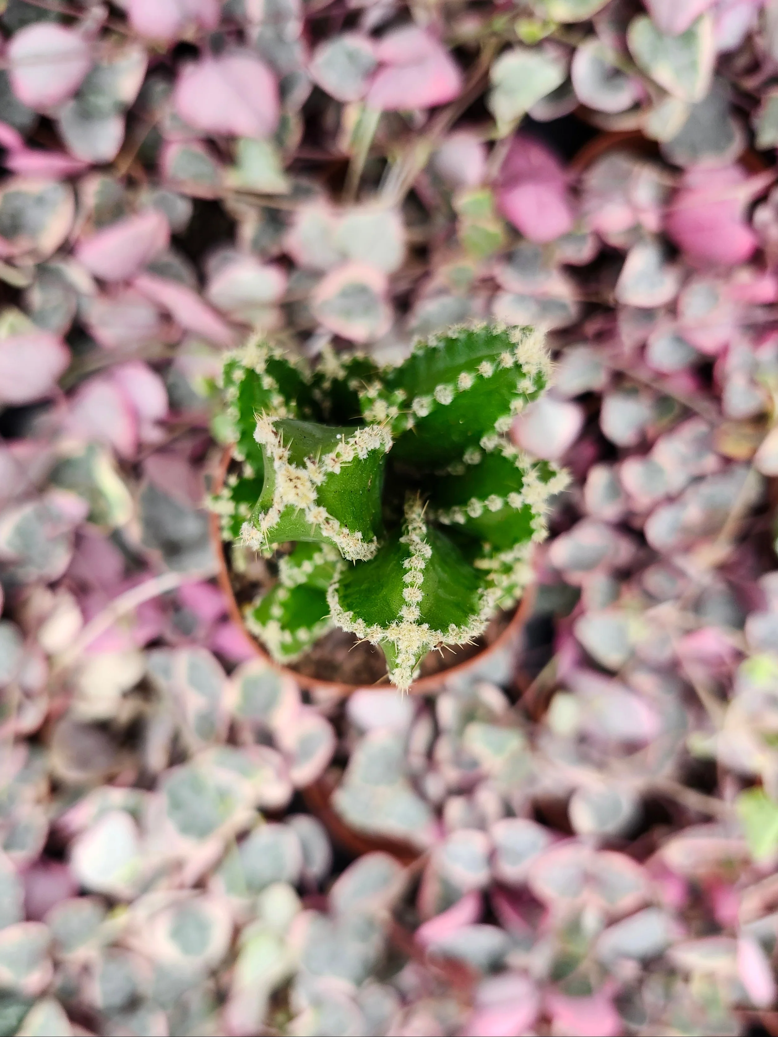 Fairy Castle Cactus - Image 7