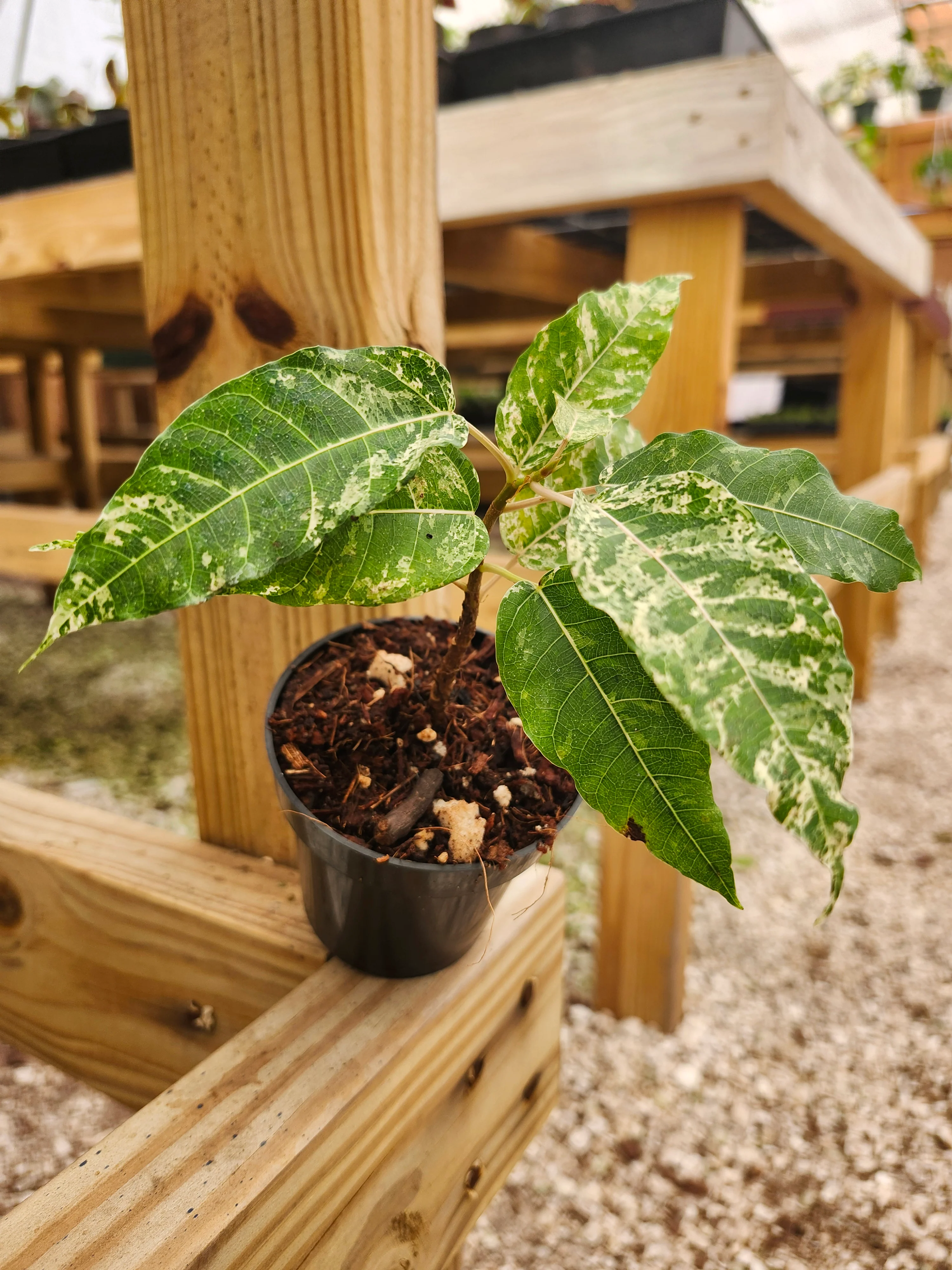 Ficus Clown Fig