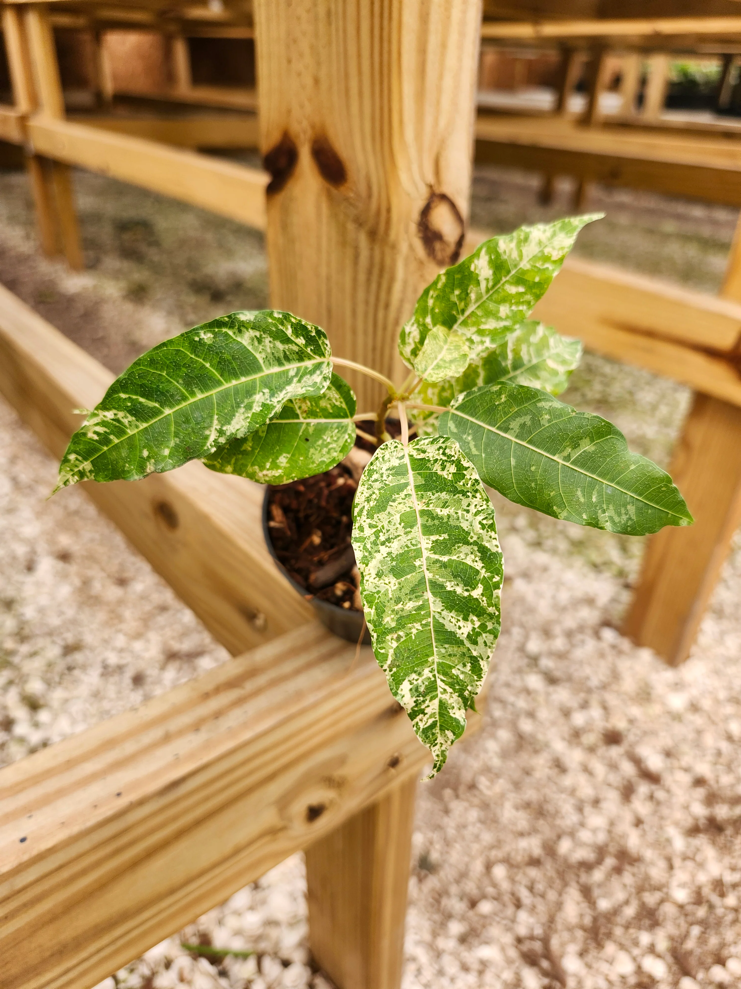 Ficus Clown Fig - Image 10