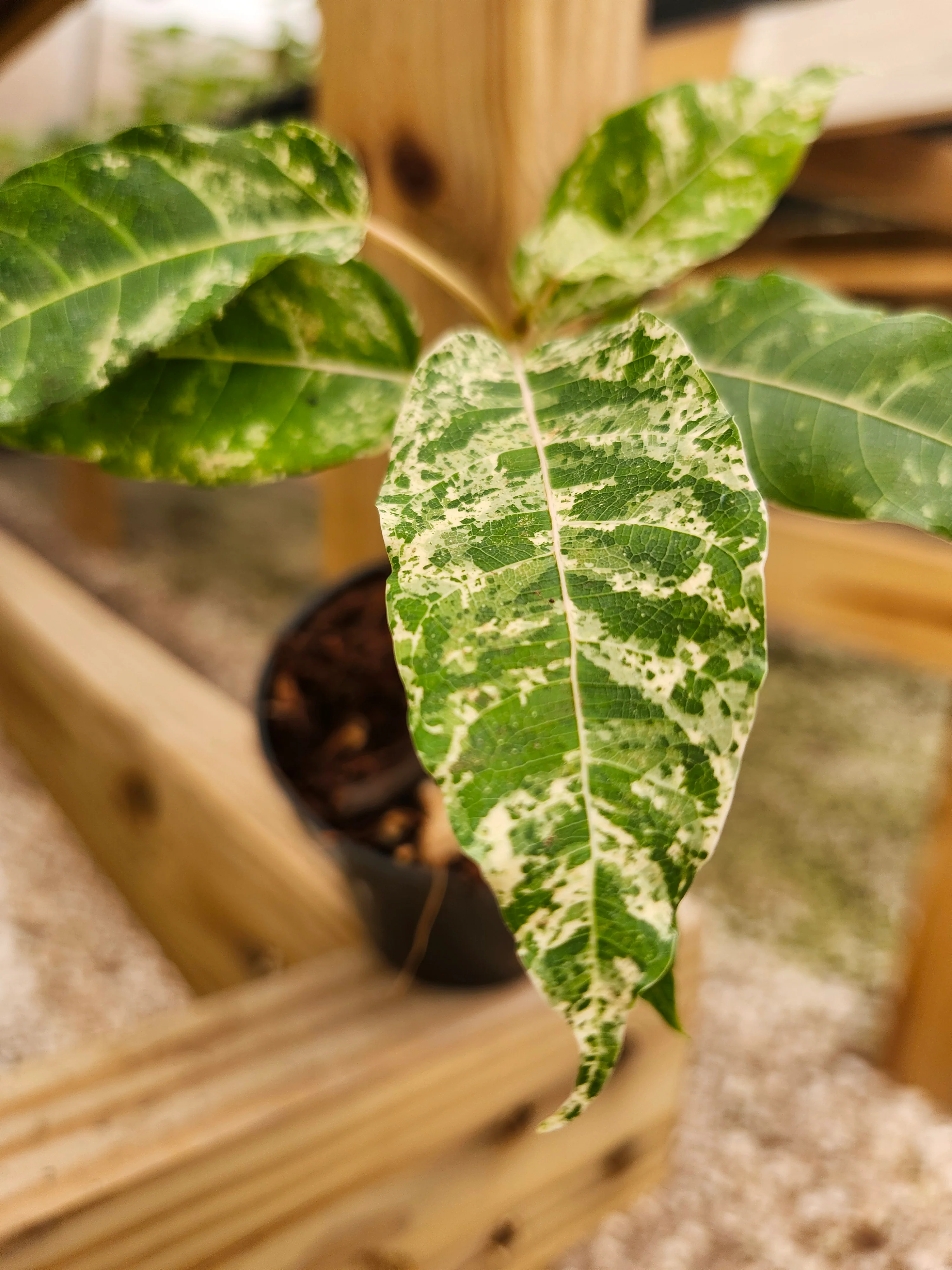 Ficus Clown Fig - Image 11