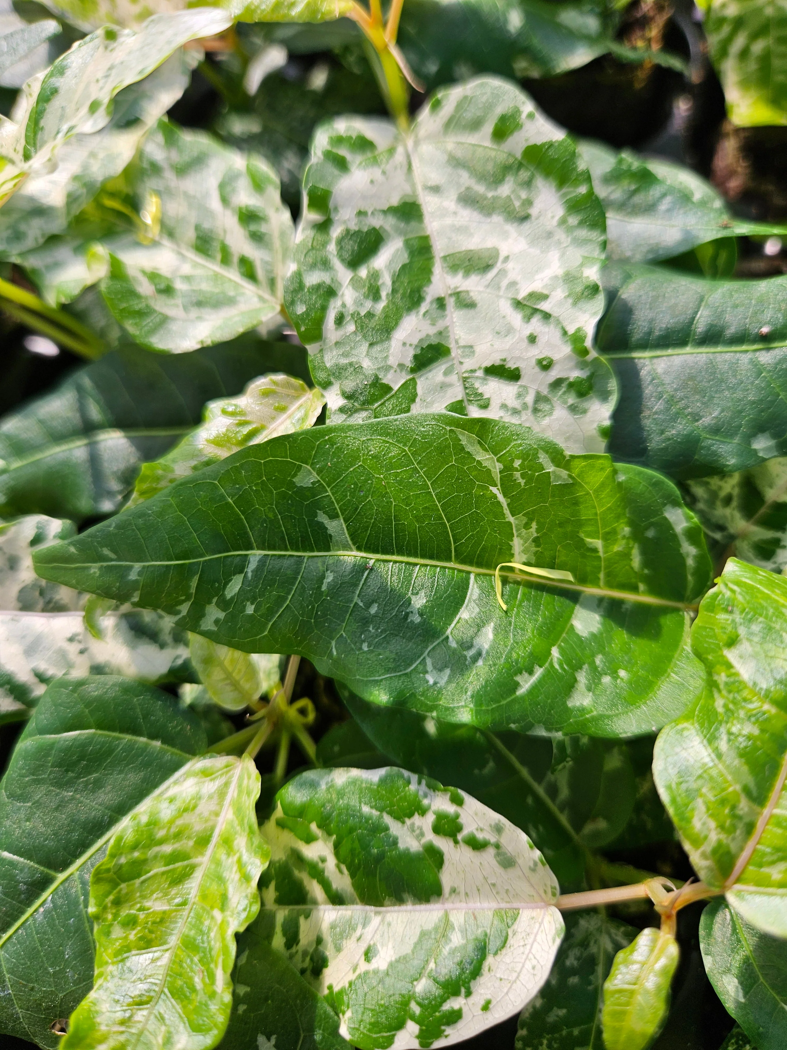 Ficus Clown Fig - Image 12