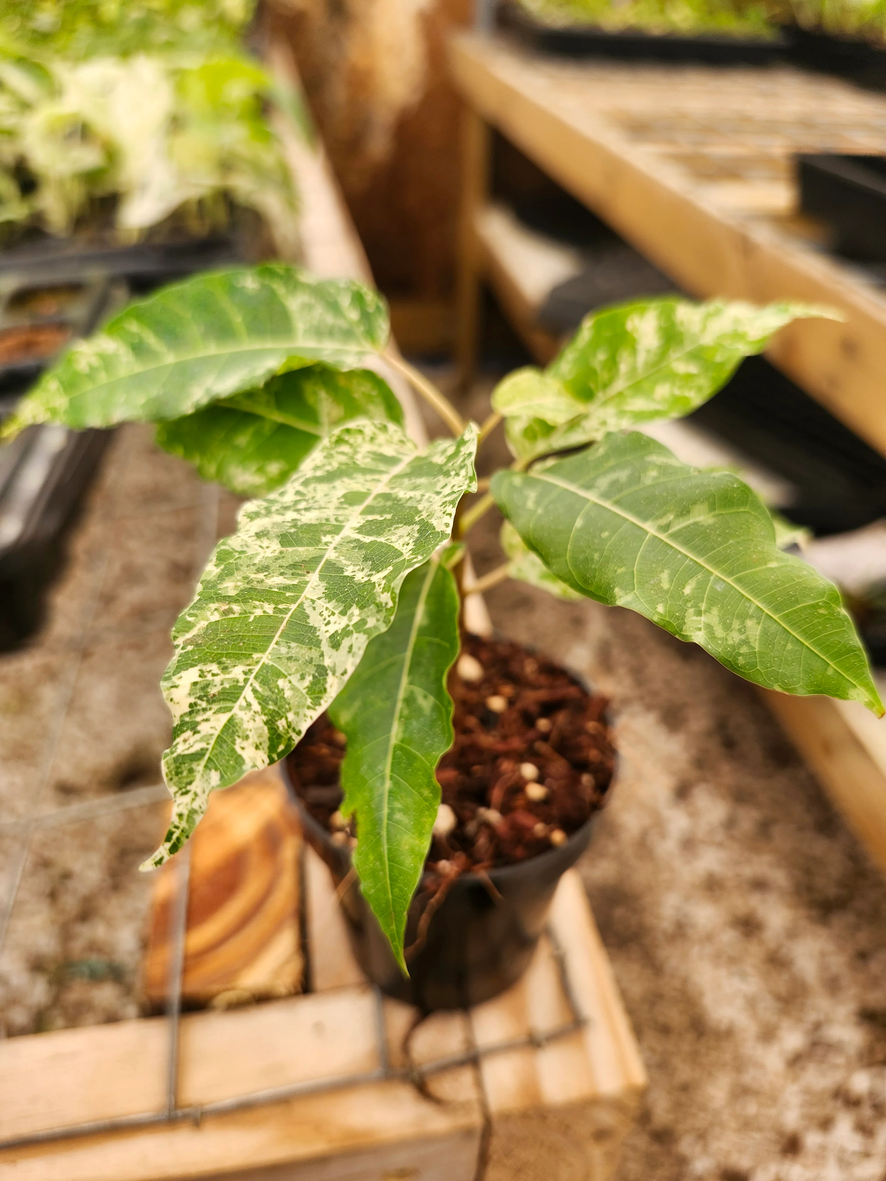 Ficus Clown Fig - Image 2