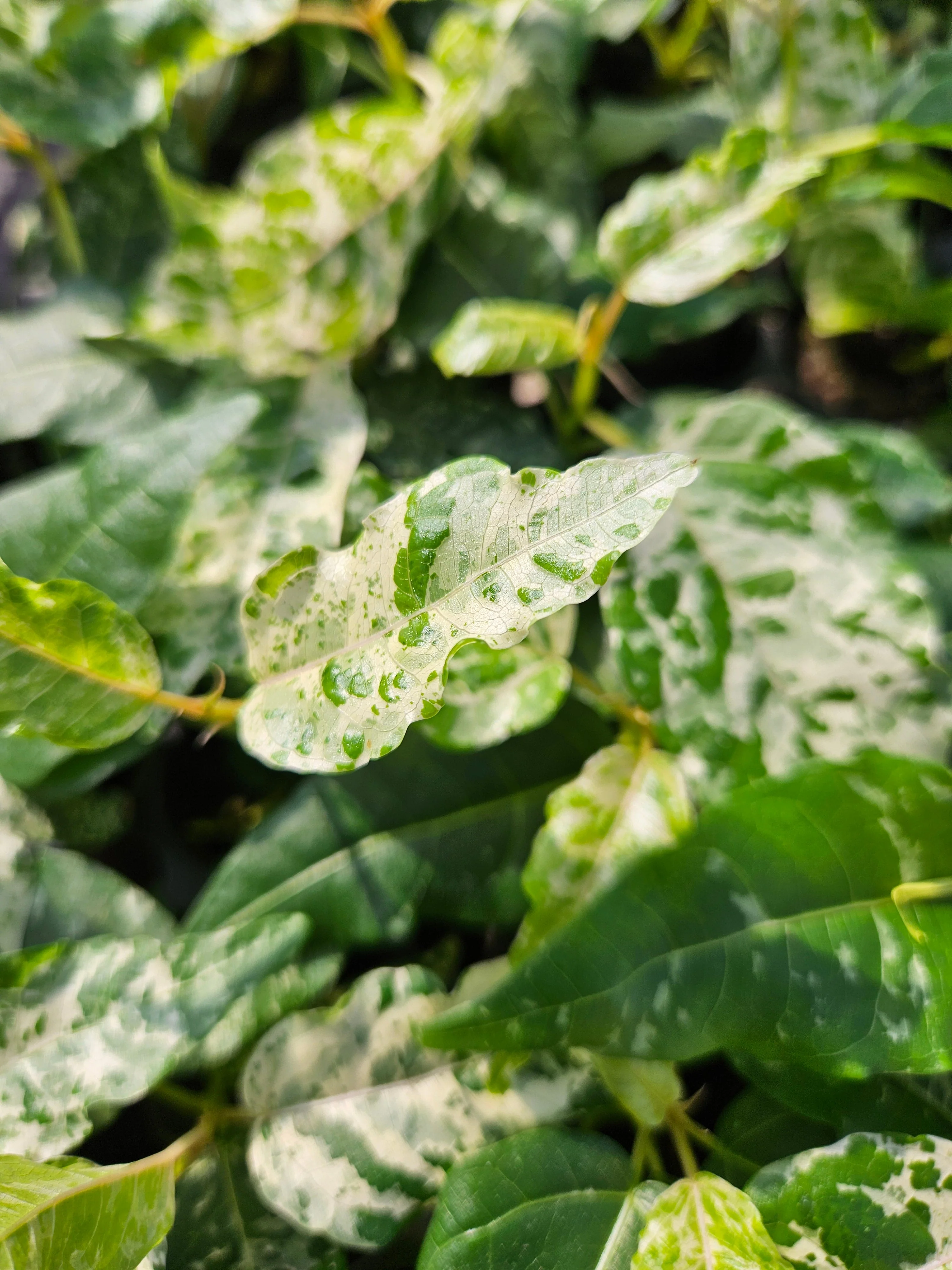 Ficus Clown Fig - Image 3