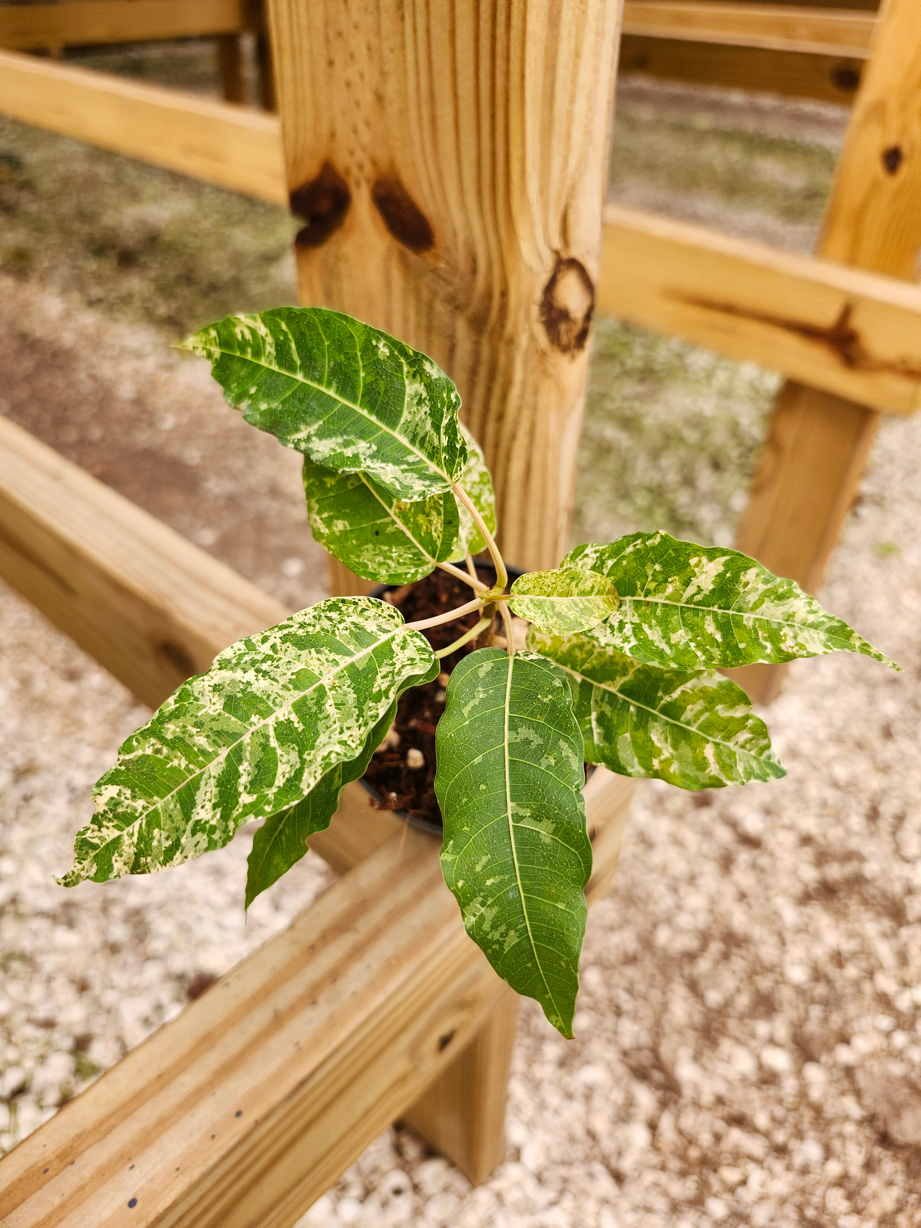 Ficus Clown Fig - Image 4