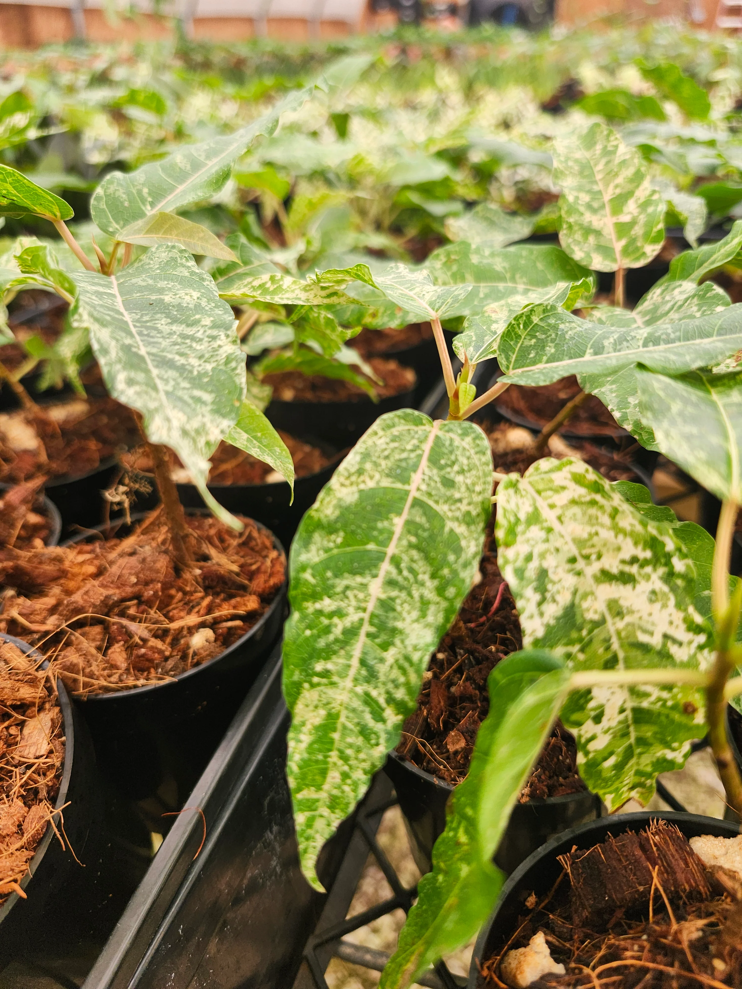 Ficus Clown Fig - Image 5