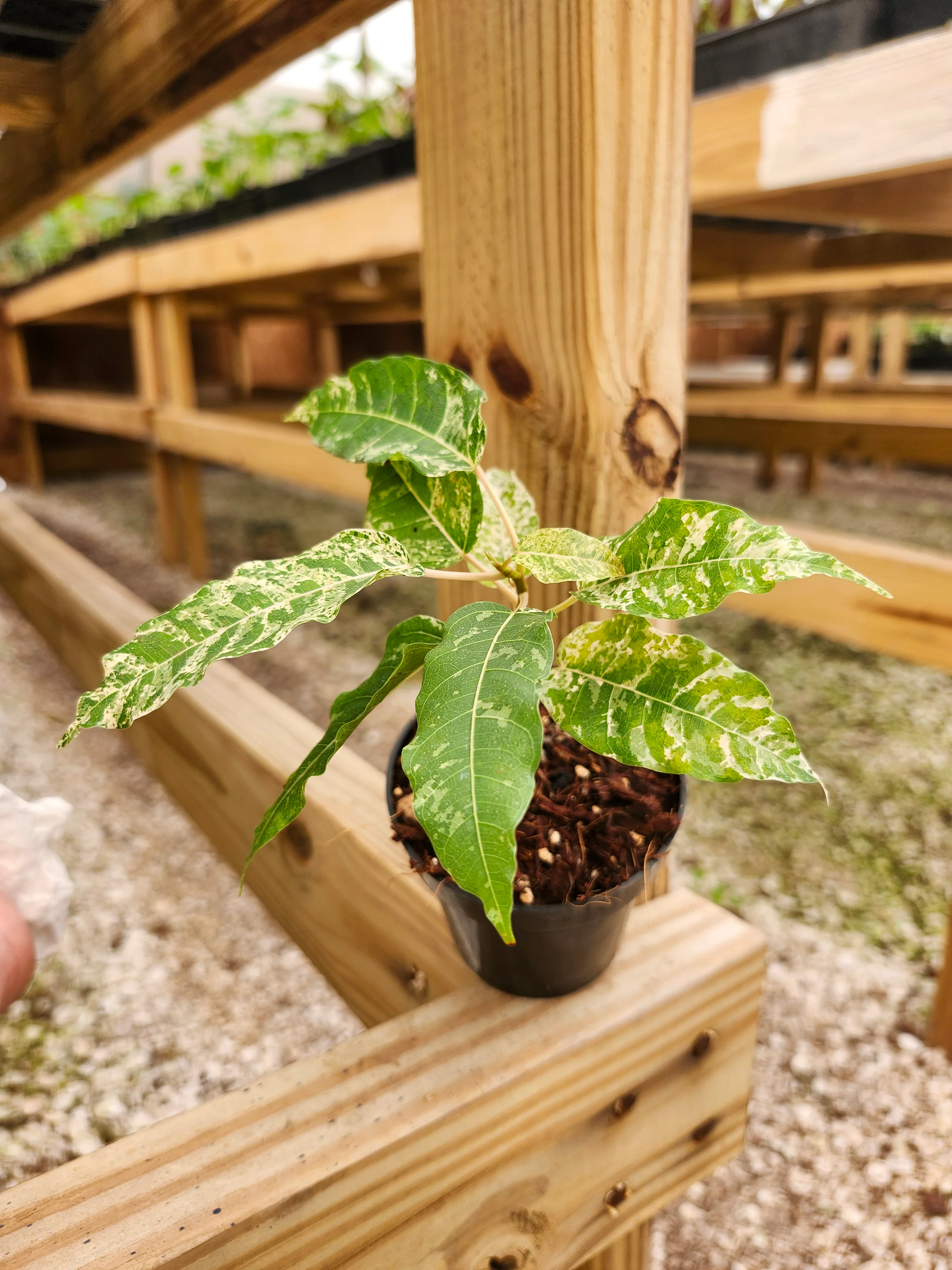Ficus Clown Fig - Image 6
