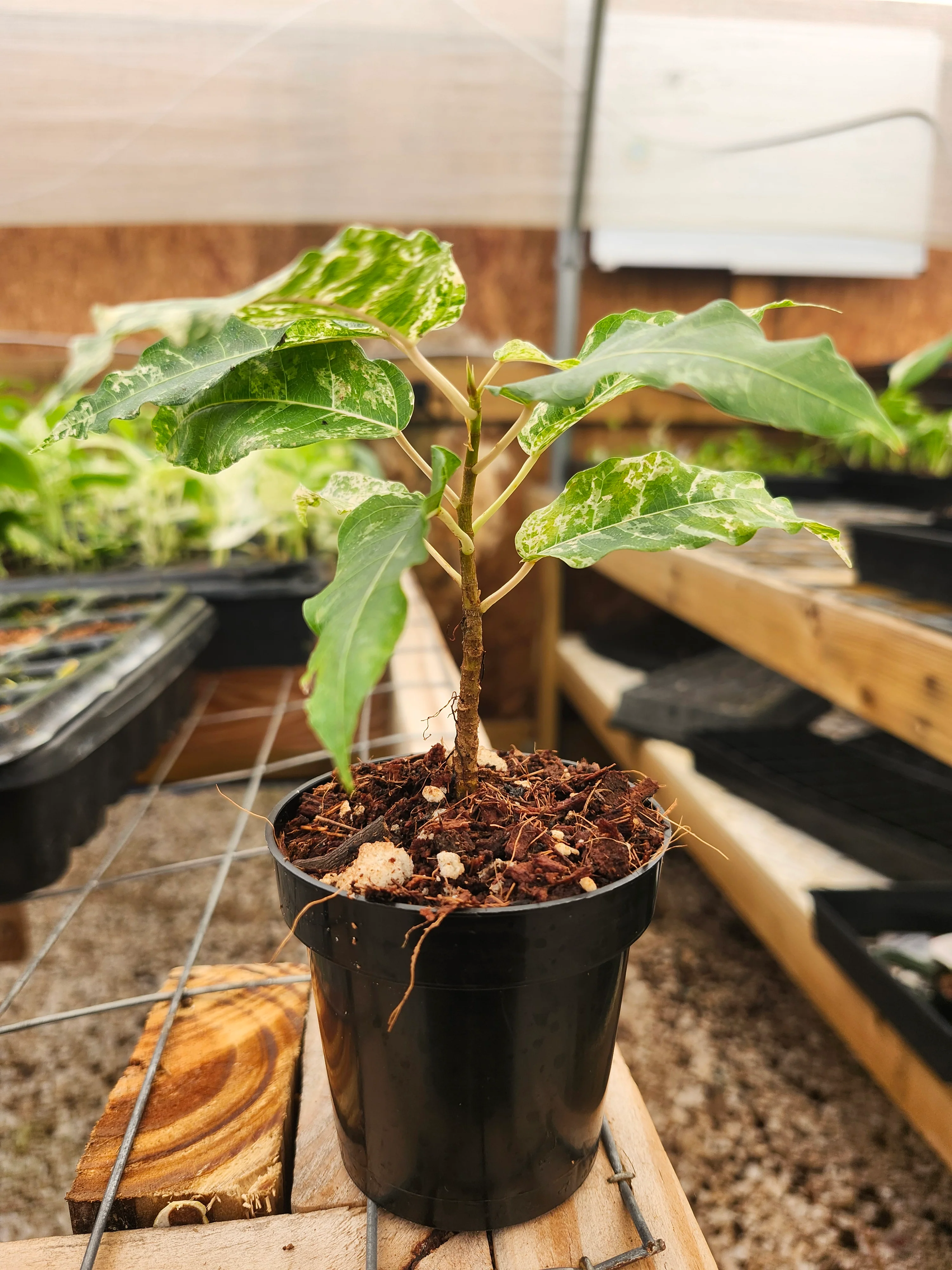 Ficus Clown Fig - Image 7