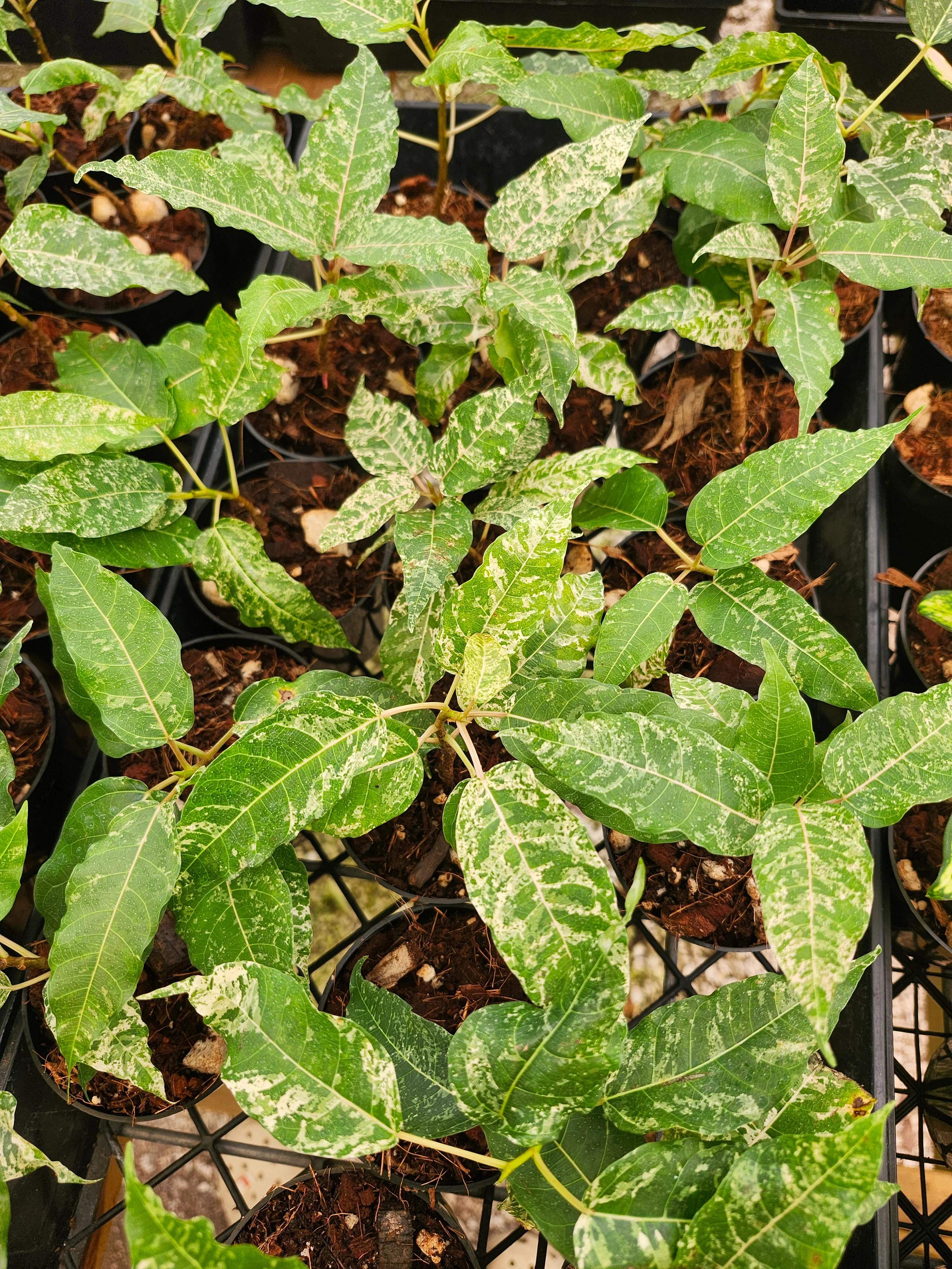 Ficus Clown Fig - Image 8