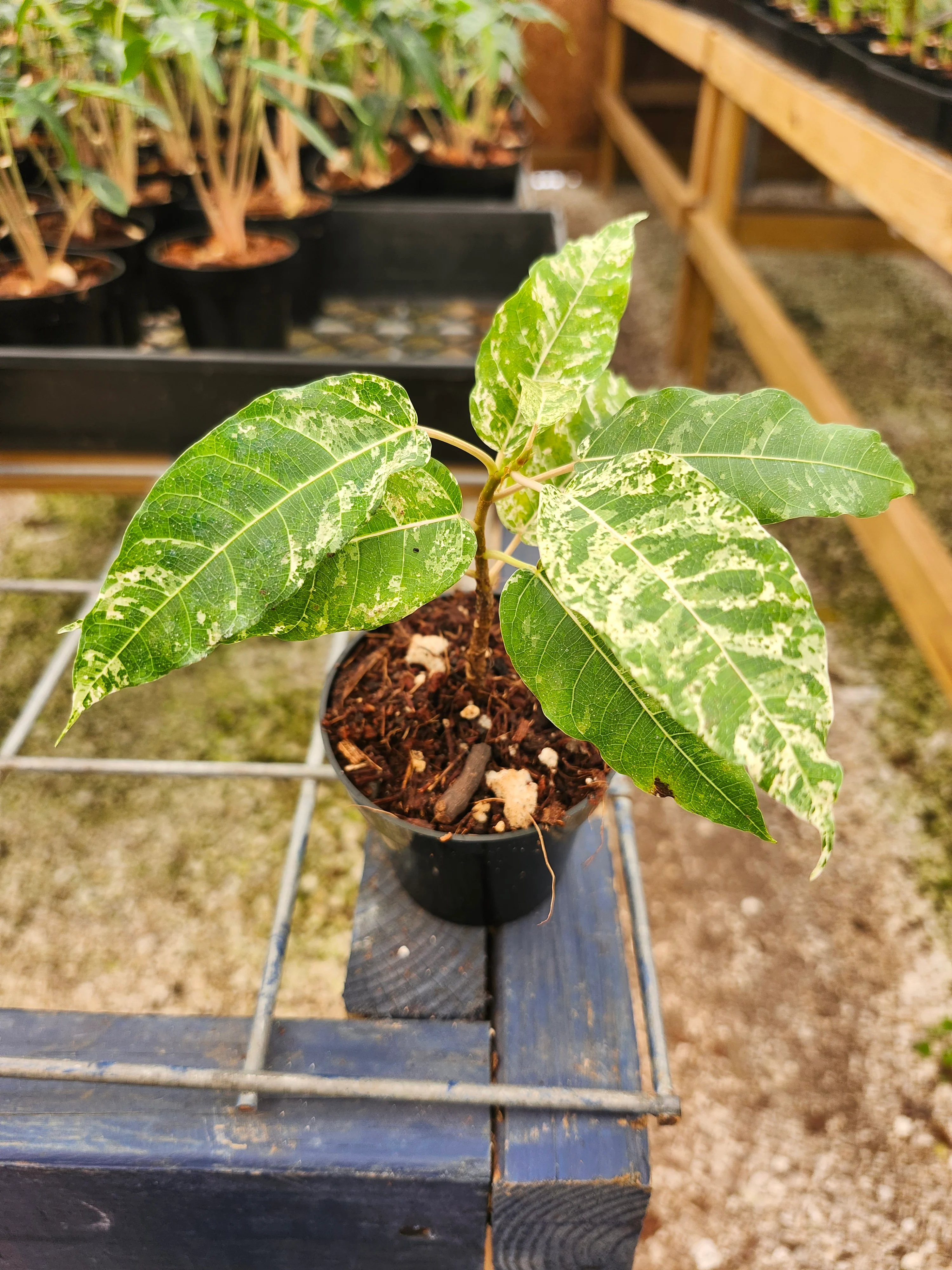 Ficus Clown Fig - Image 9