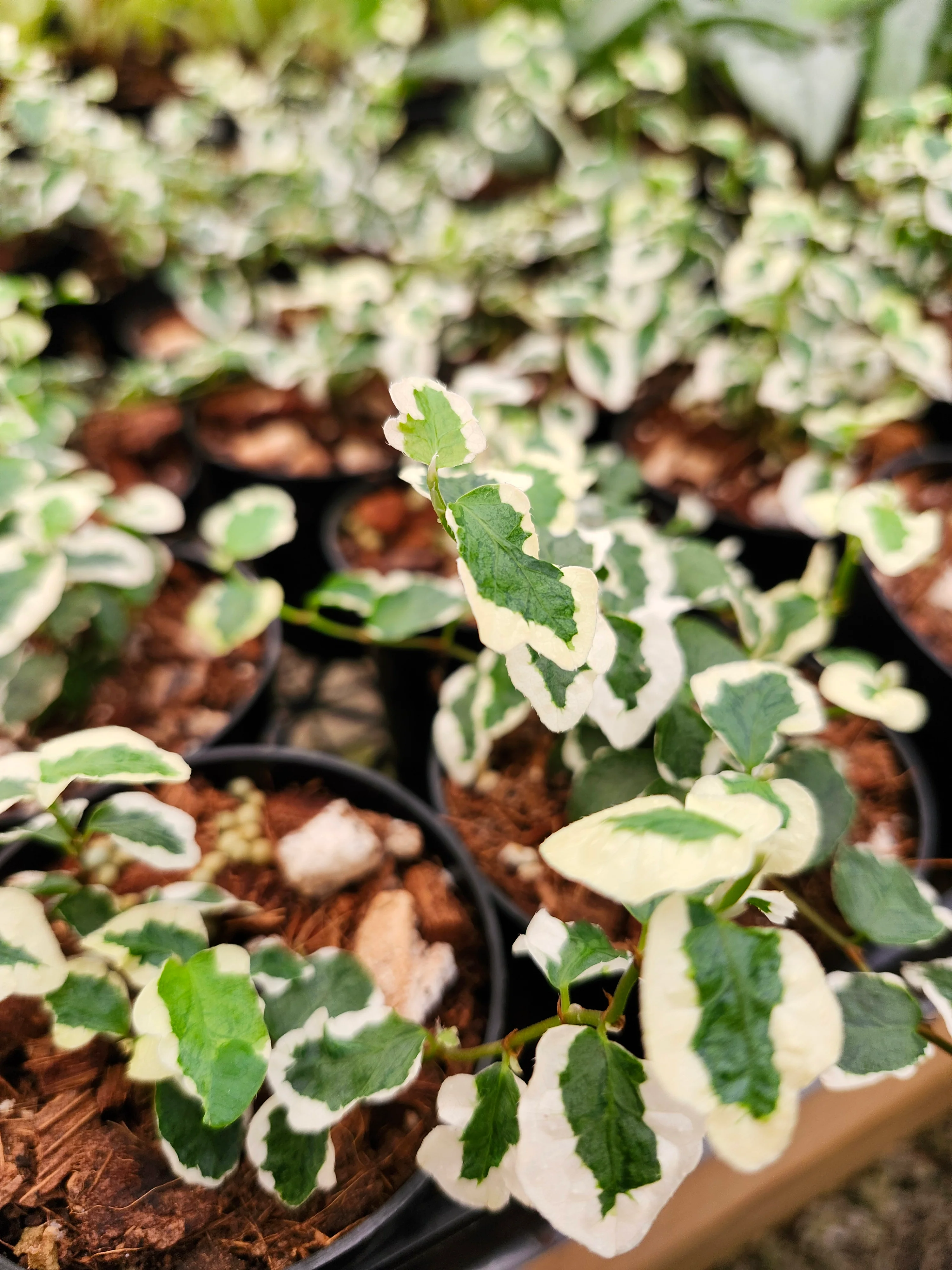 Variegated Creeping Fig - Image 2