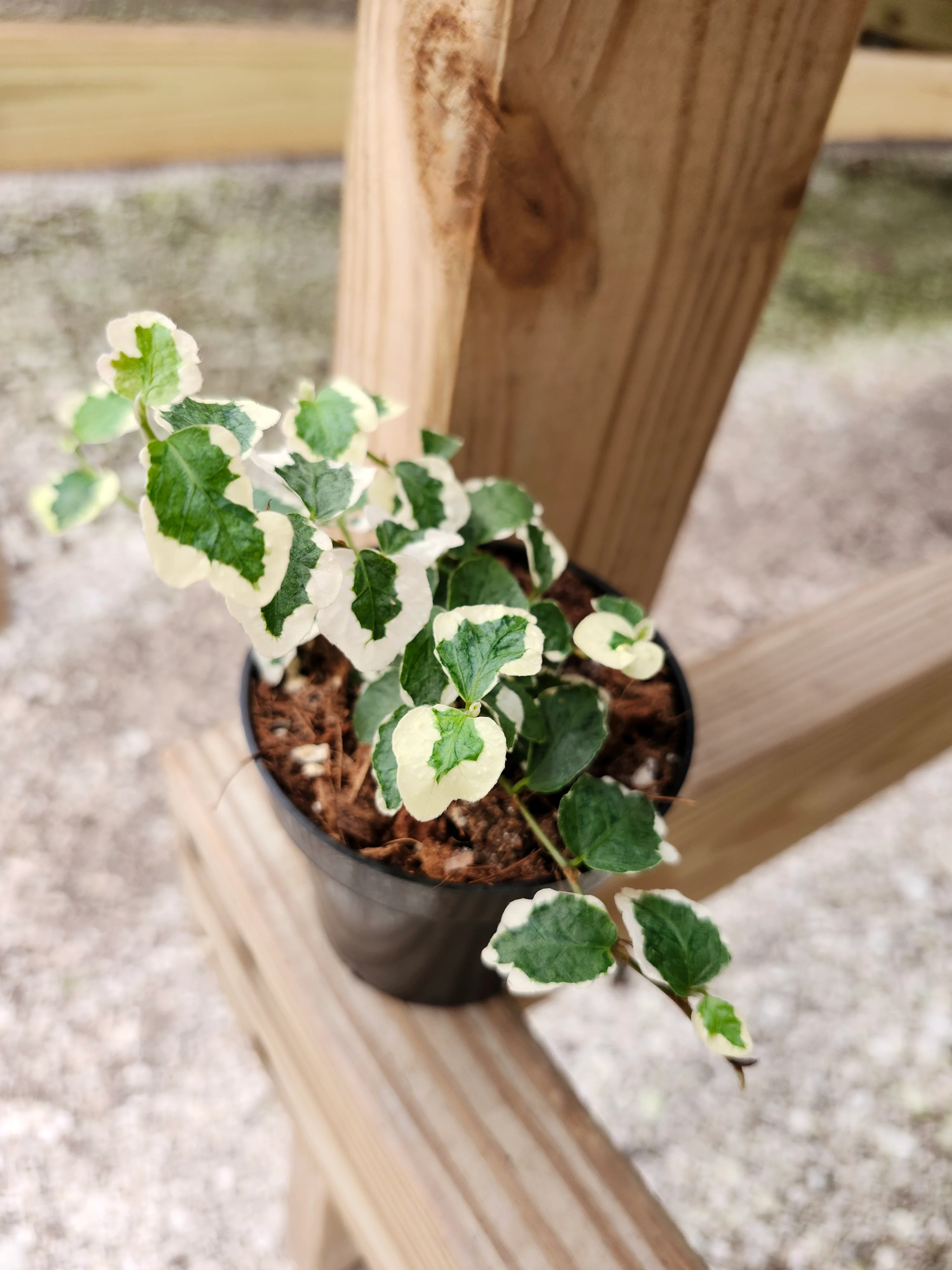 Variegated Creeping Fig - Image 3