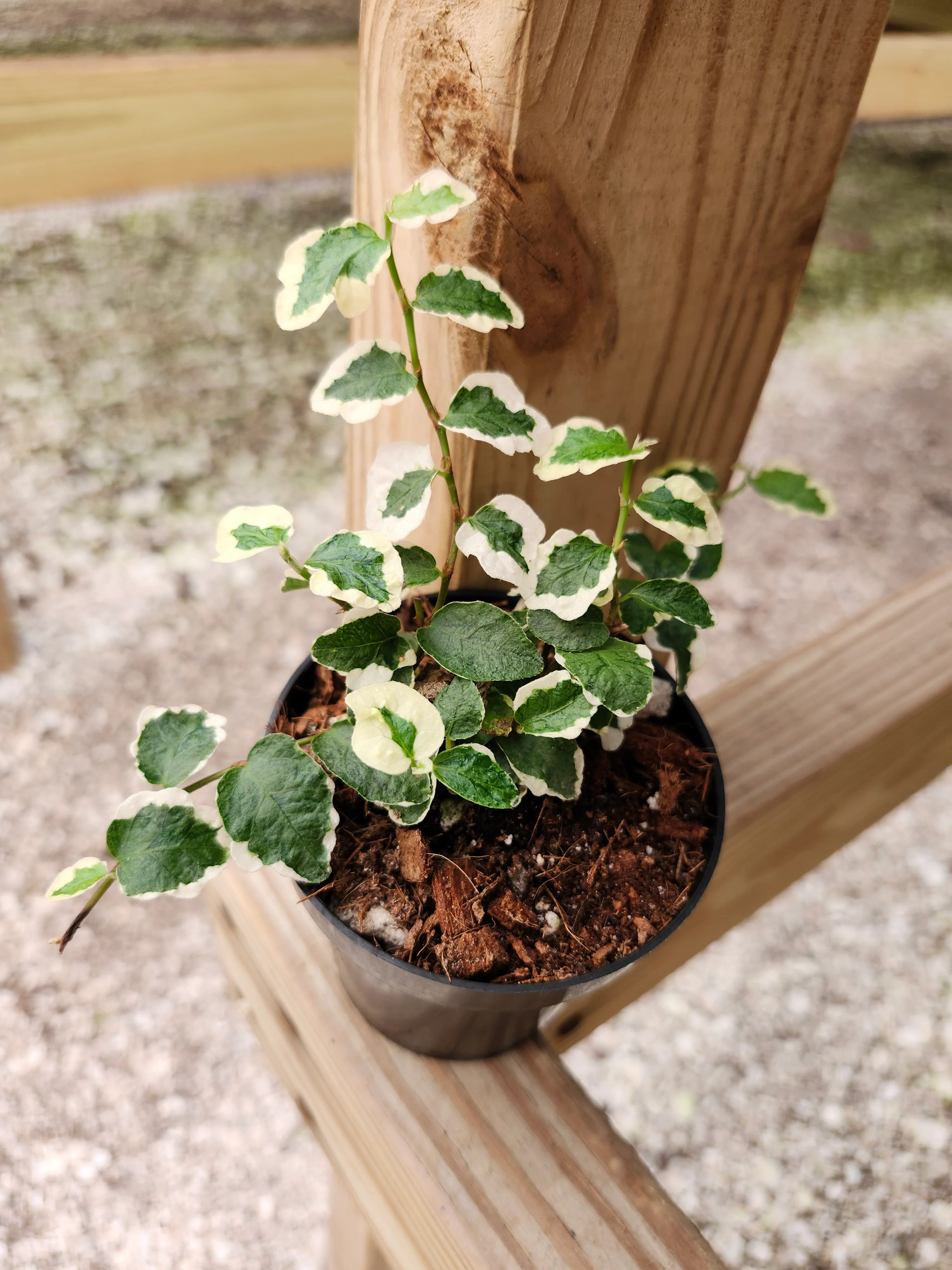 Variegated Creeping Fig - Image 5