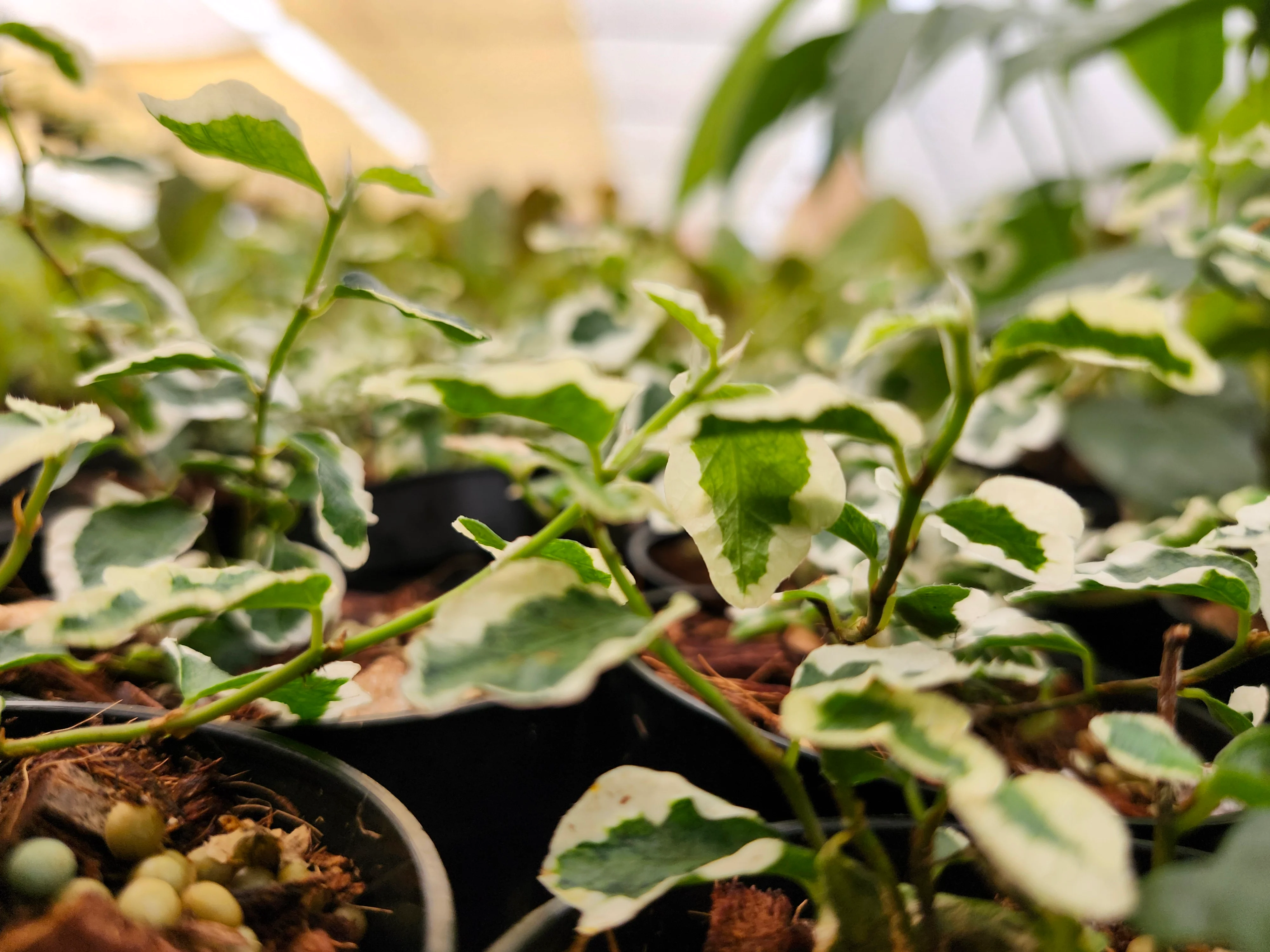 Variegated Creeping Fig - Image 6