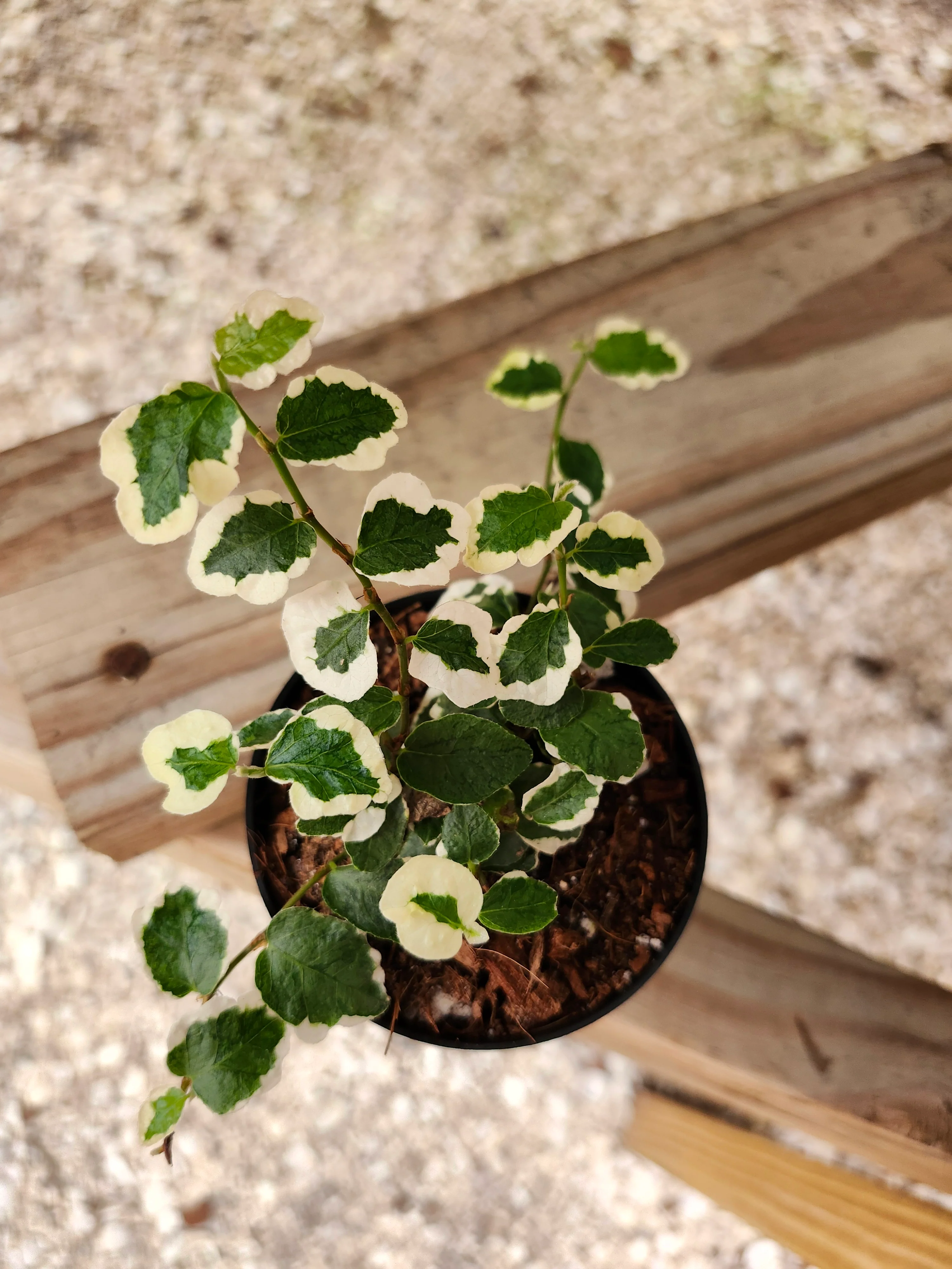 Variegated Creeping Fig - Image 7